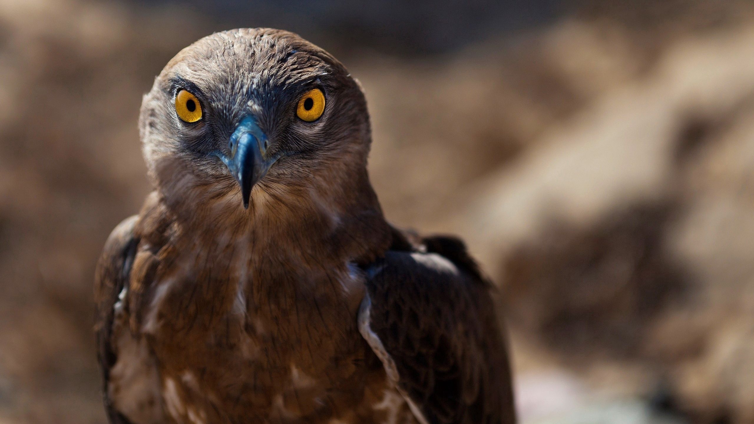 Laden Sie das Hawk, Falke, Vogel, Predator, Raubtier, Tiere-Bild kostenlos auf Ihren PC-Desktop herunter