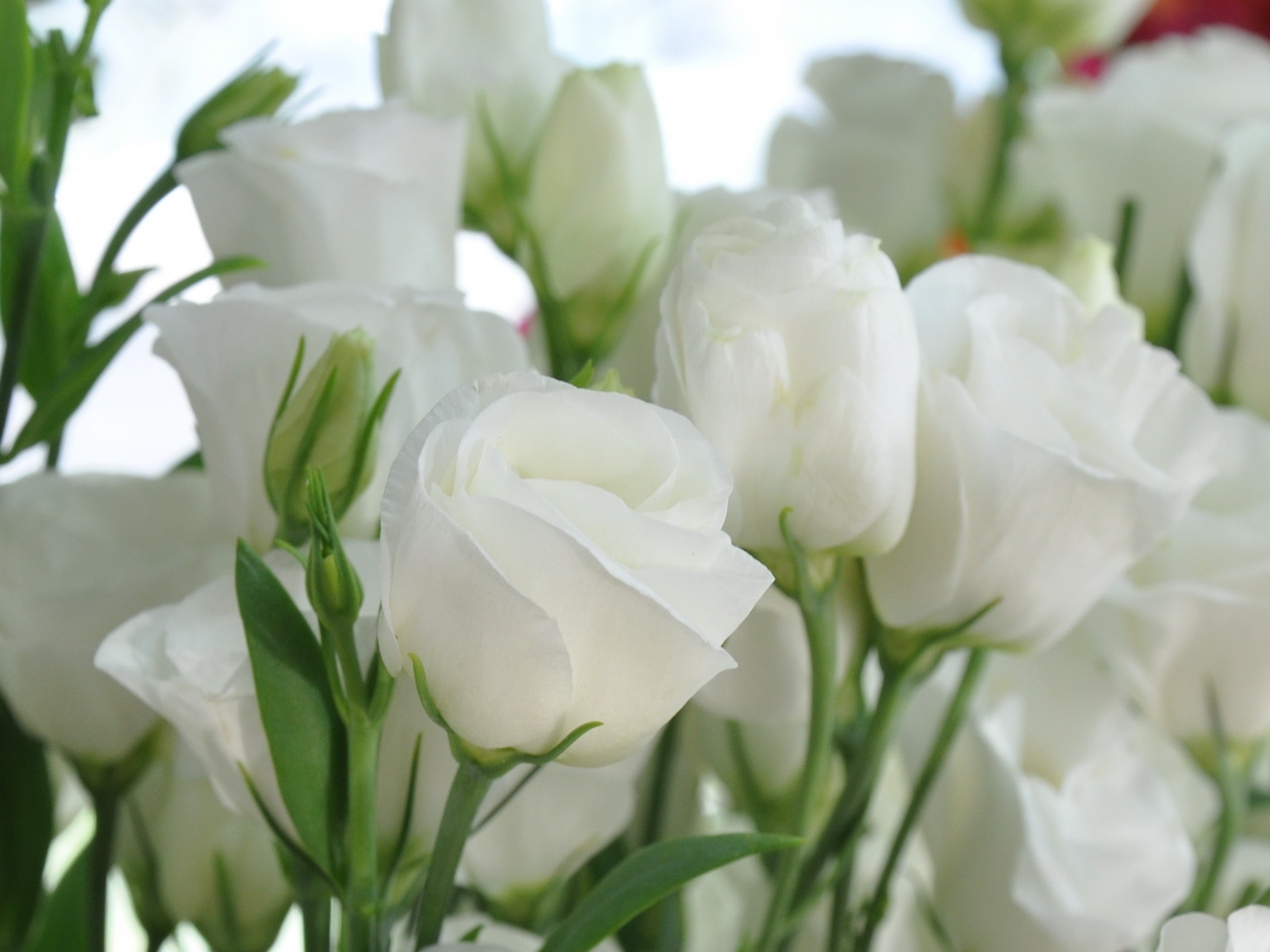 9102 免費下載壁紙 花卉, 假期, 植物, 玫瑰, 明信片, 三月八号 国际妇女节 (iwd) 屏保和圖片