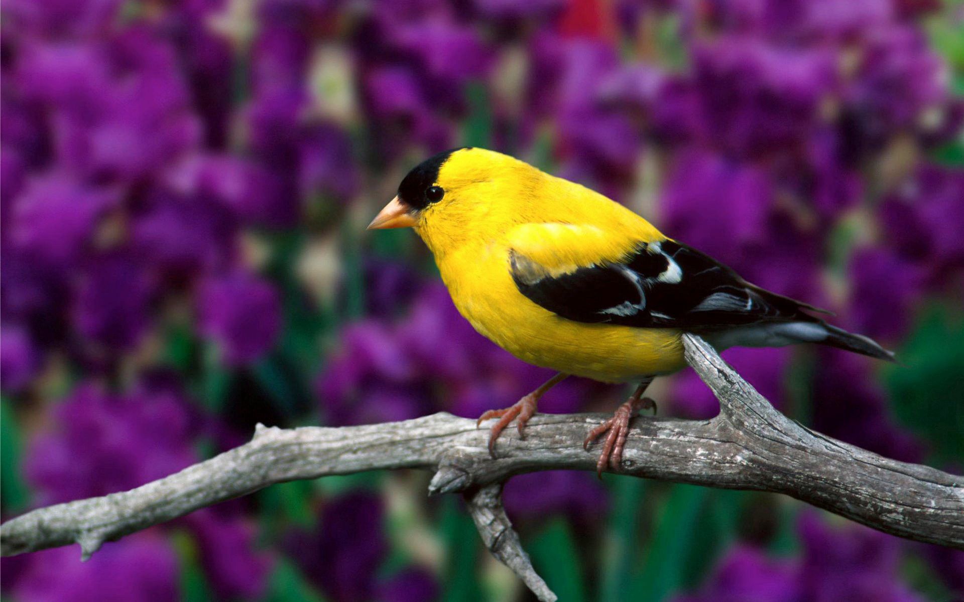Download mobile wallpaper American Flaunt, American Goldfinch, Branch, Animals, Leaves, Flowers, Bird, Color for free.