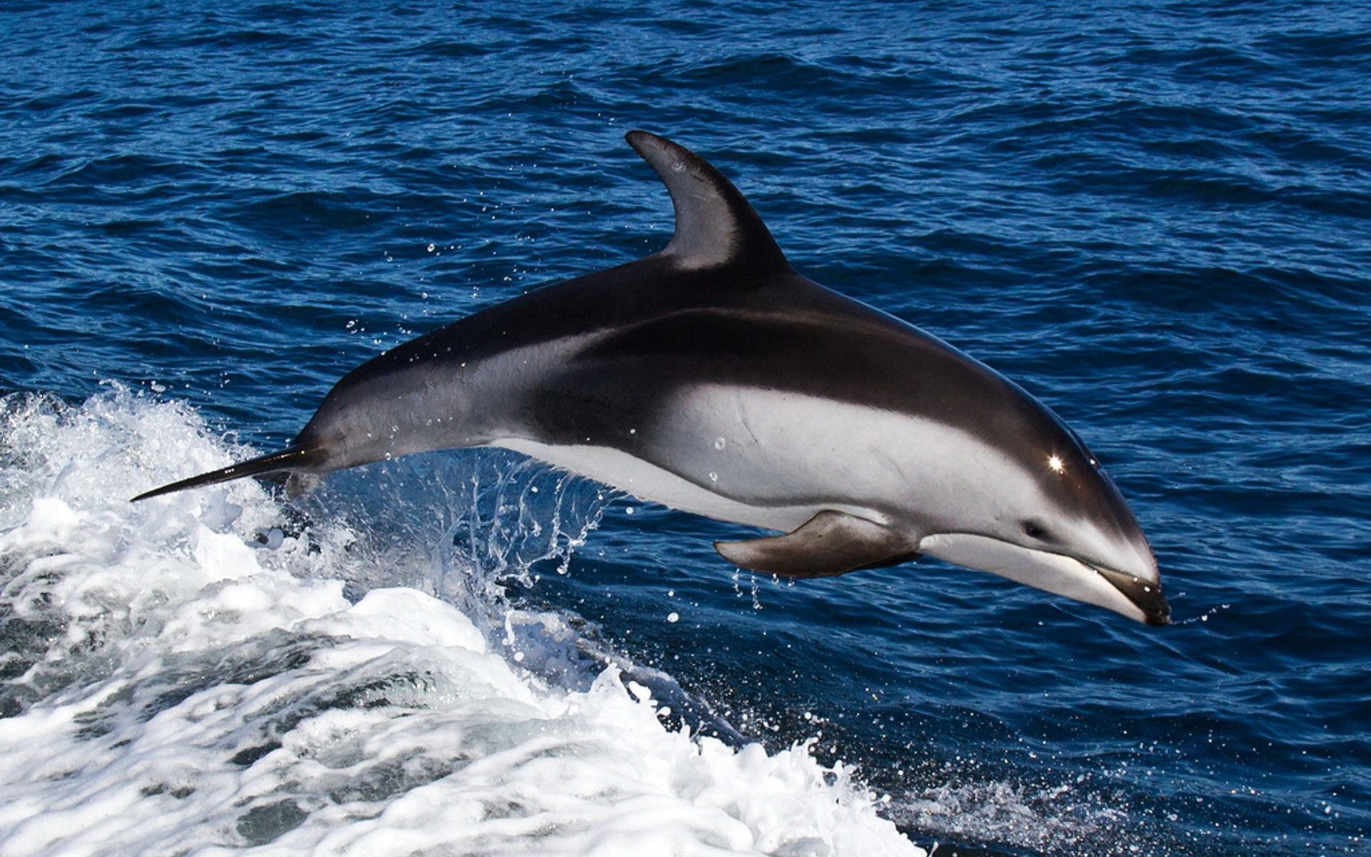 дельфин фото животное
