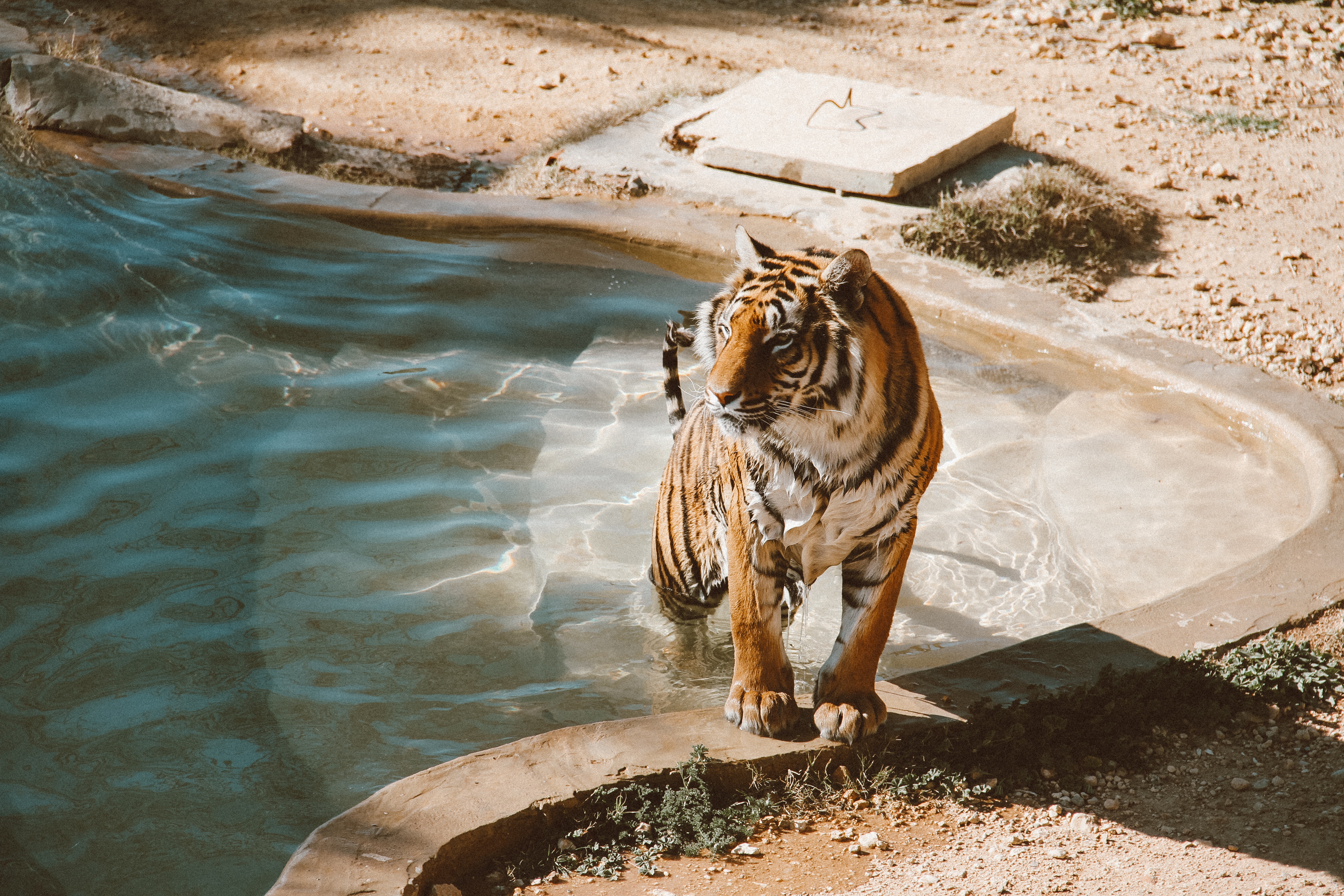440376 Bild herunterladen tiere, tiger, schwimmbecken, zoo, katzen - Hintergrundbilder und Bildschirmschoner kostenlos