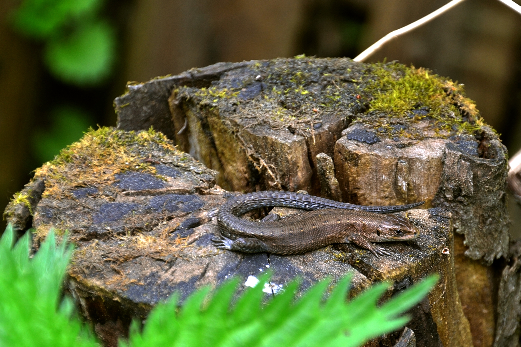 animals, grass, lizard, moss, stump, penek High Definition image