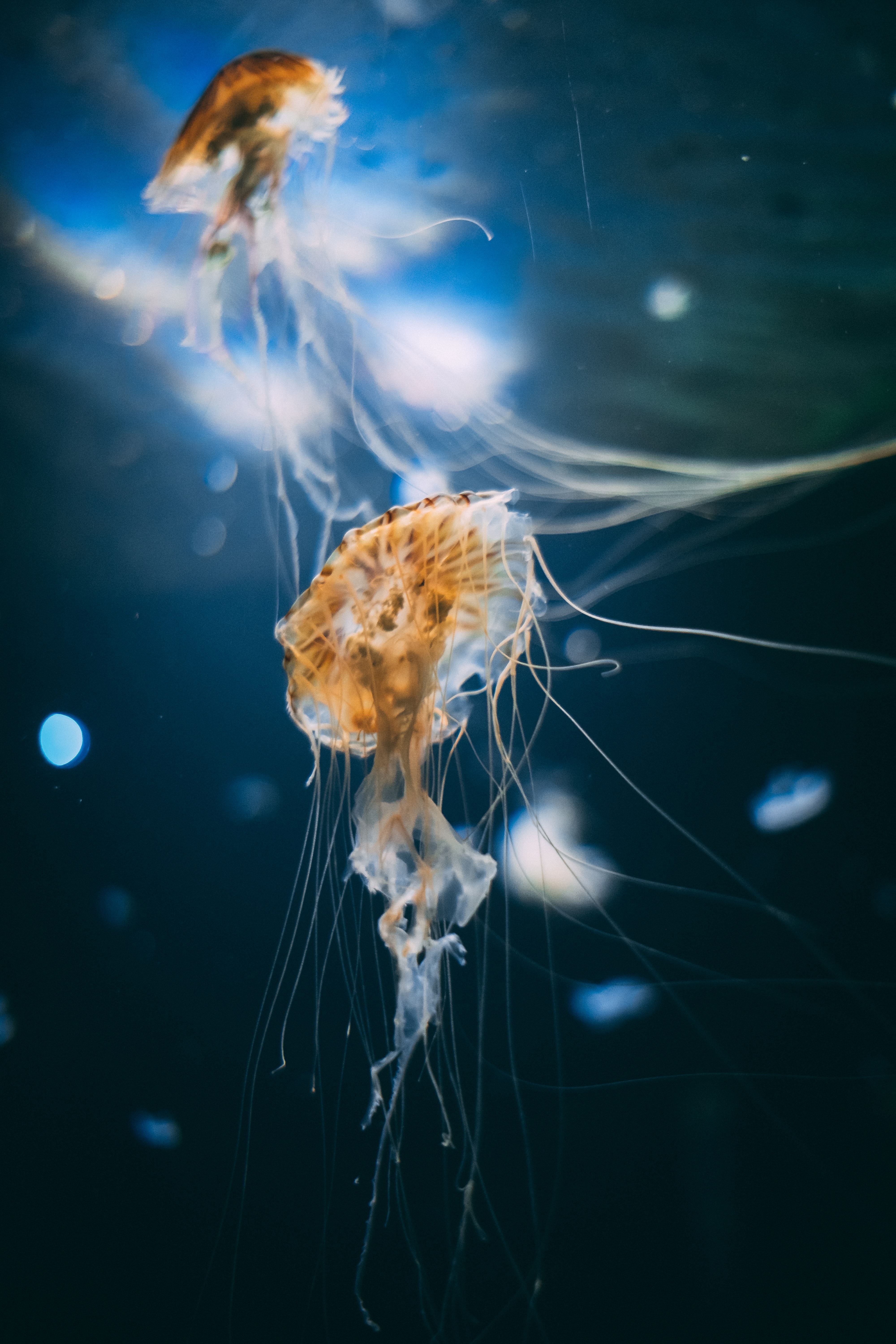 Die besten Jellyfish-Hintergründe für den Telefonbildschirm