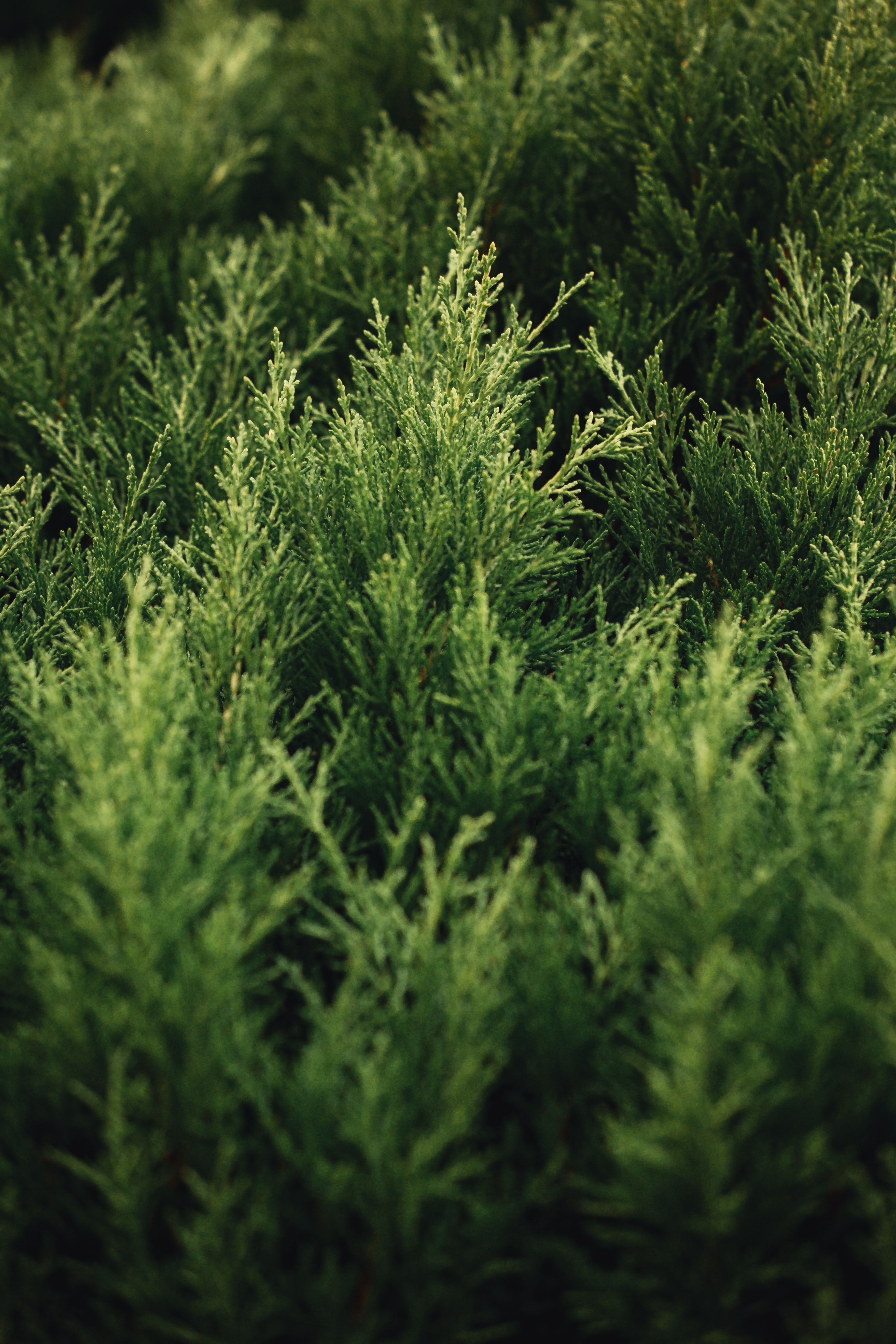bush, plant, macro, branches, thuja Smartphone Background