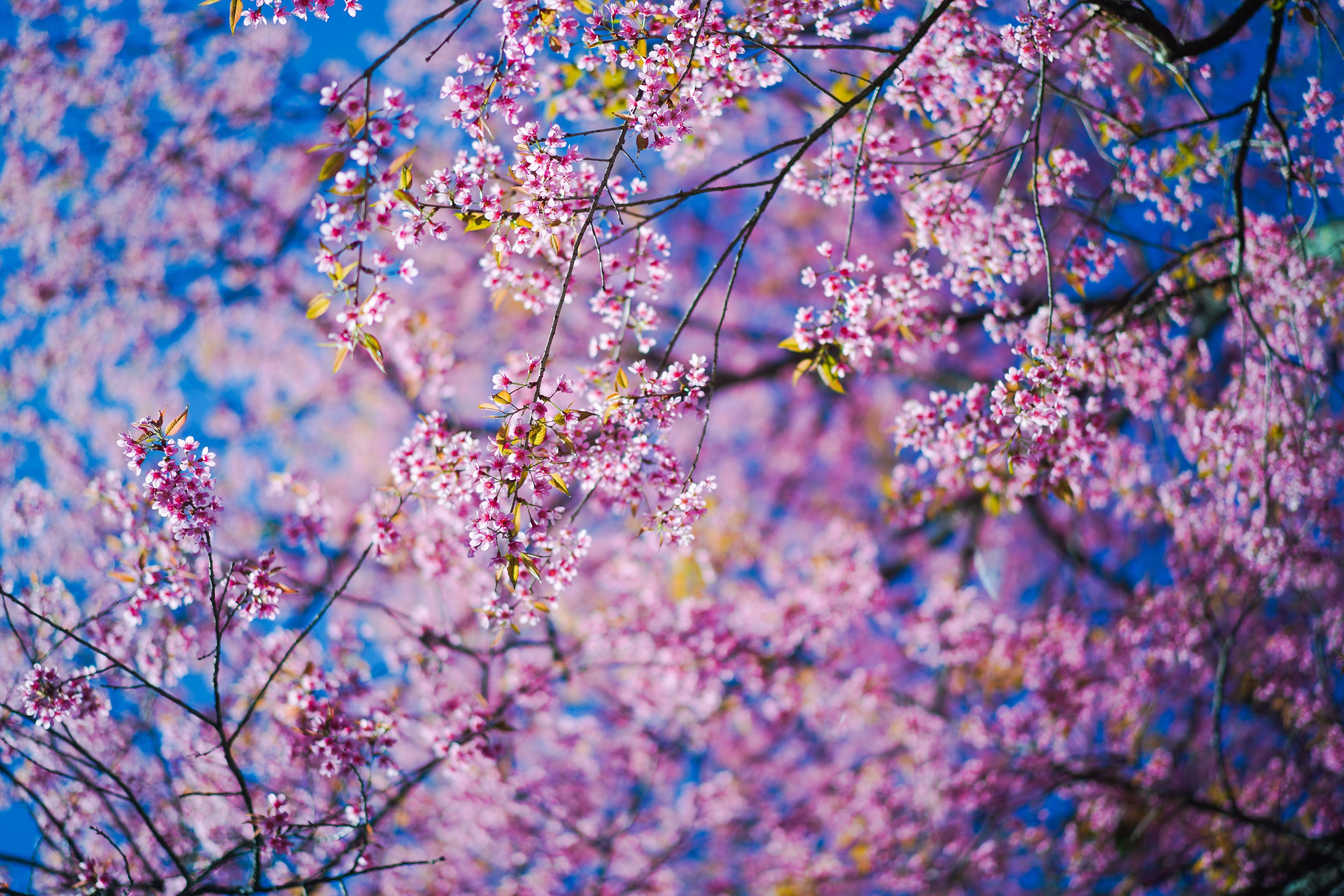 pink, flowers, sakura, branches 32K