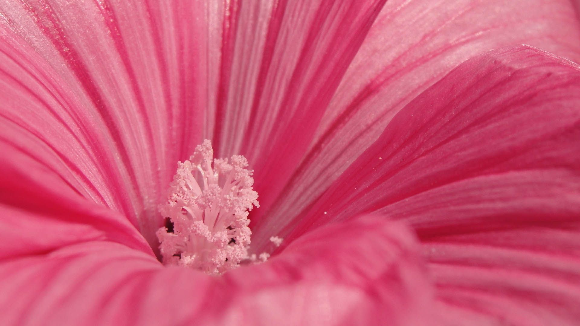 133876 descargar imagen flores, flor, pétalos, polen: fondos de pantalla y protectores de pantalla gratis