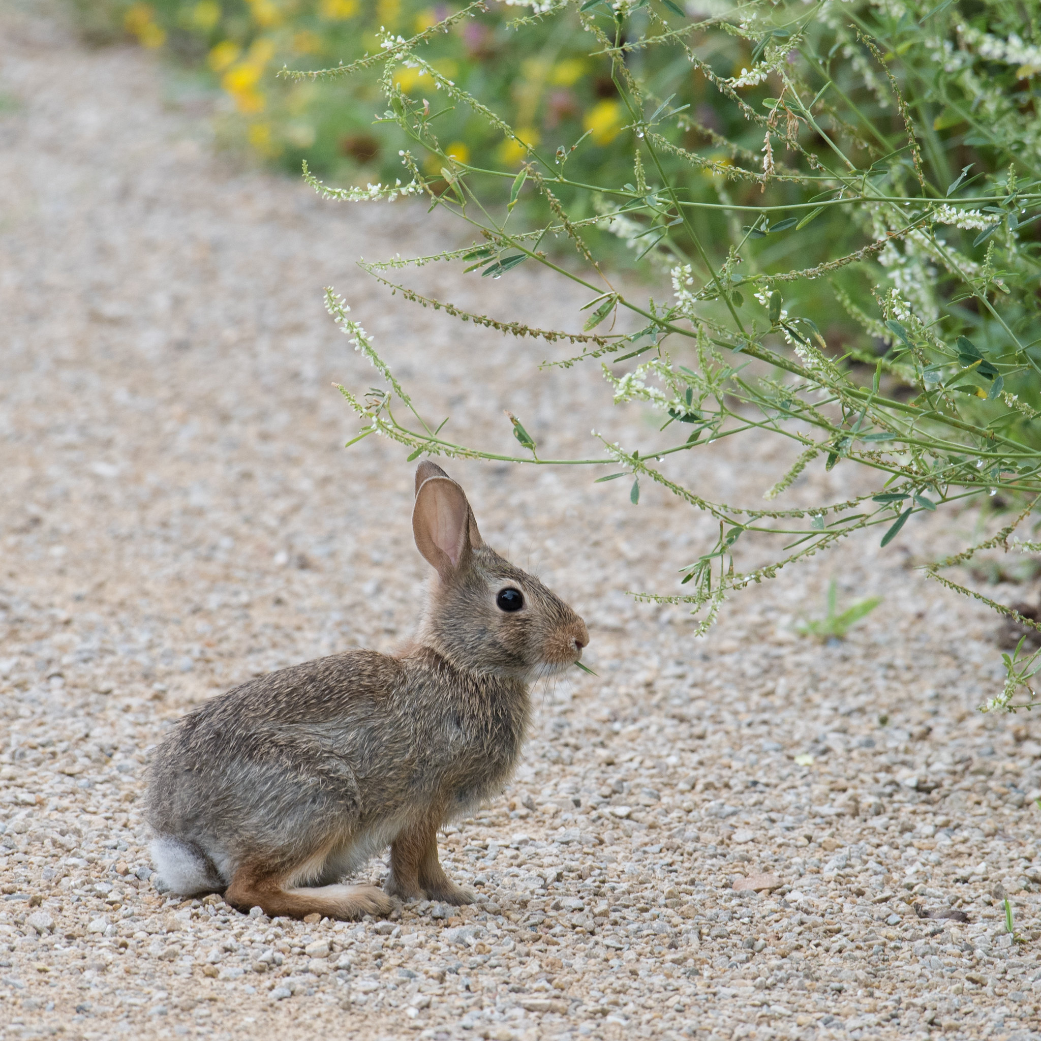 Laden Sie das Profil, Tiere, Flauschige, Hase, Kaninchen-Bild kostenlos auf Ihren PC-Desktop herunter