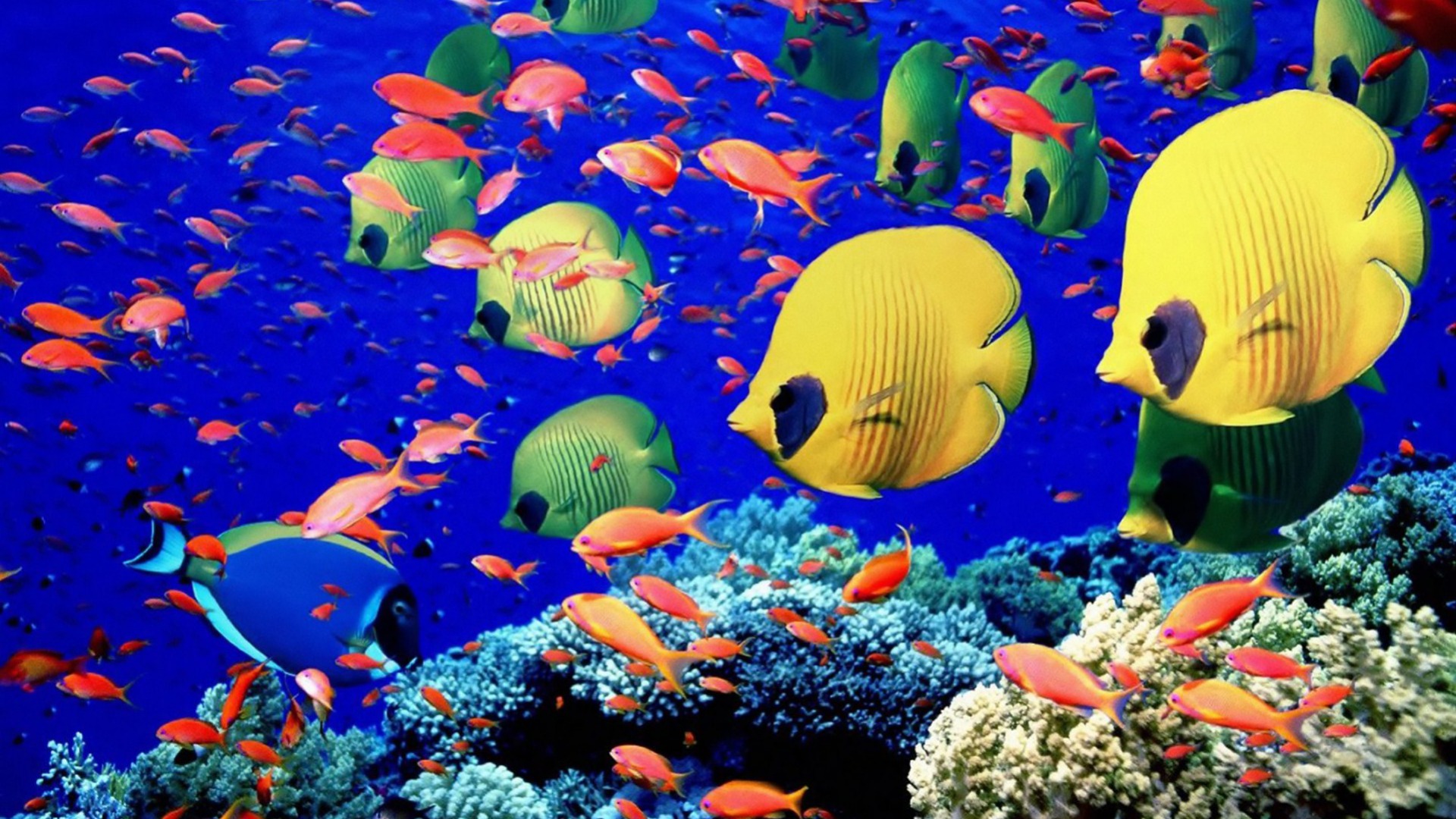 Desktop Backgrounds Fishes 