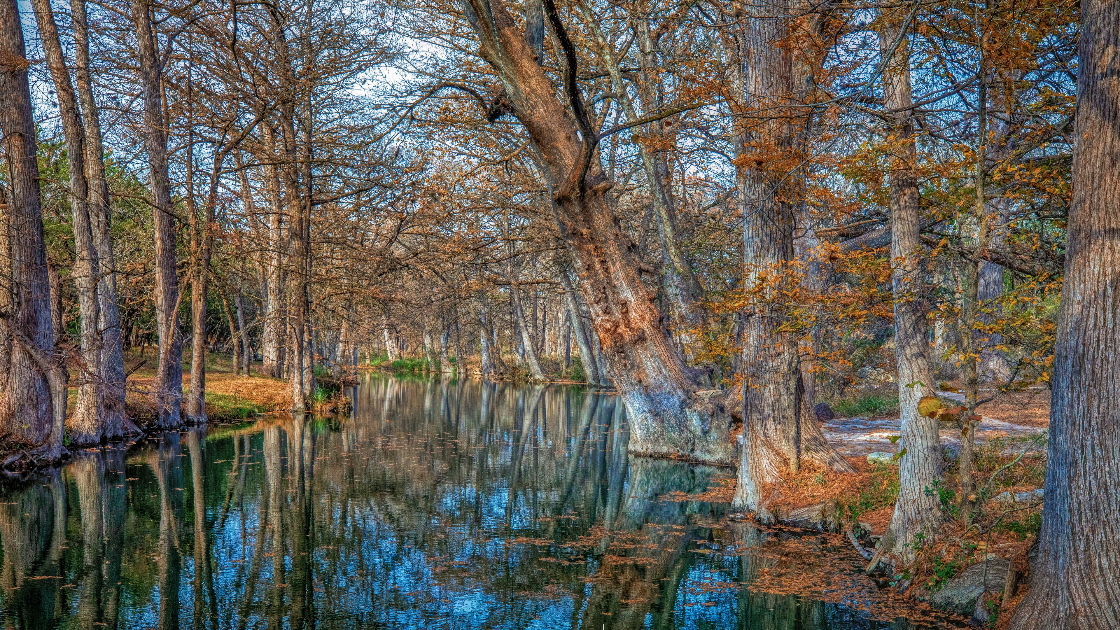 earth, fall, forest, reflection, river, trunk