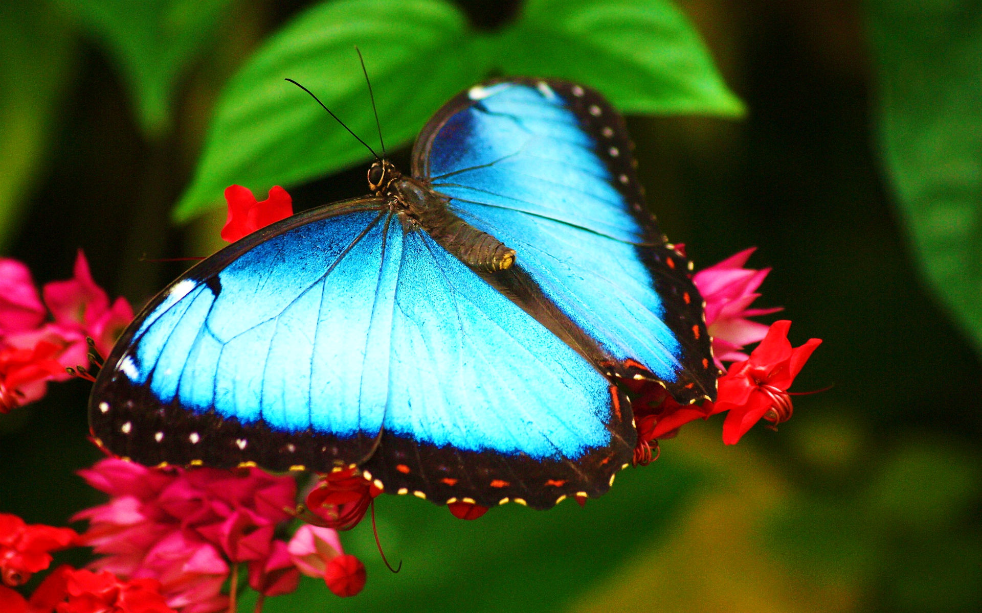 Бабочки фото красивые на заставку