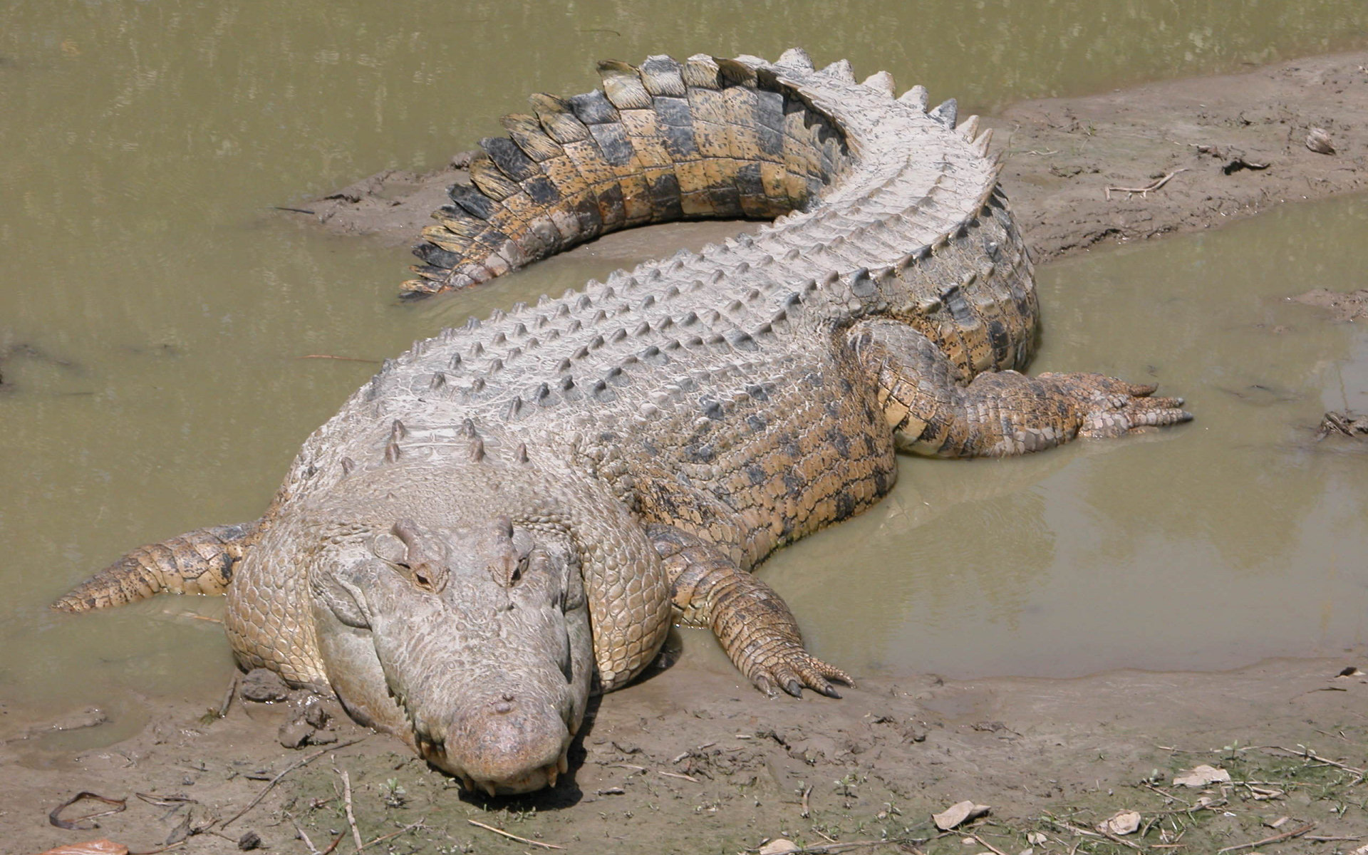 225066 Bild herunterladen tiere, krokodil, reptilien - Hintergrundbilder und Bildschirmschoner kostenlos