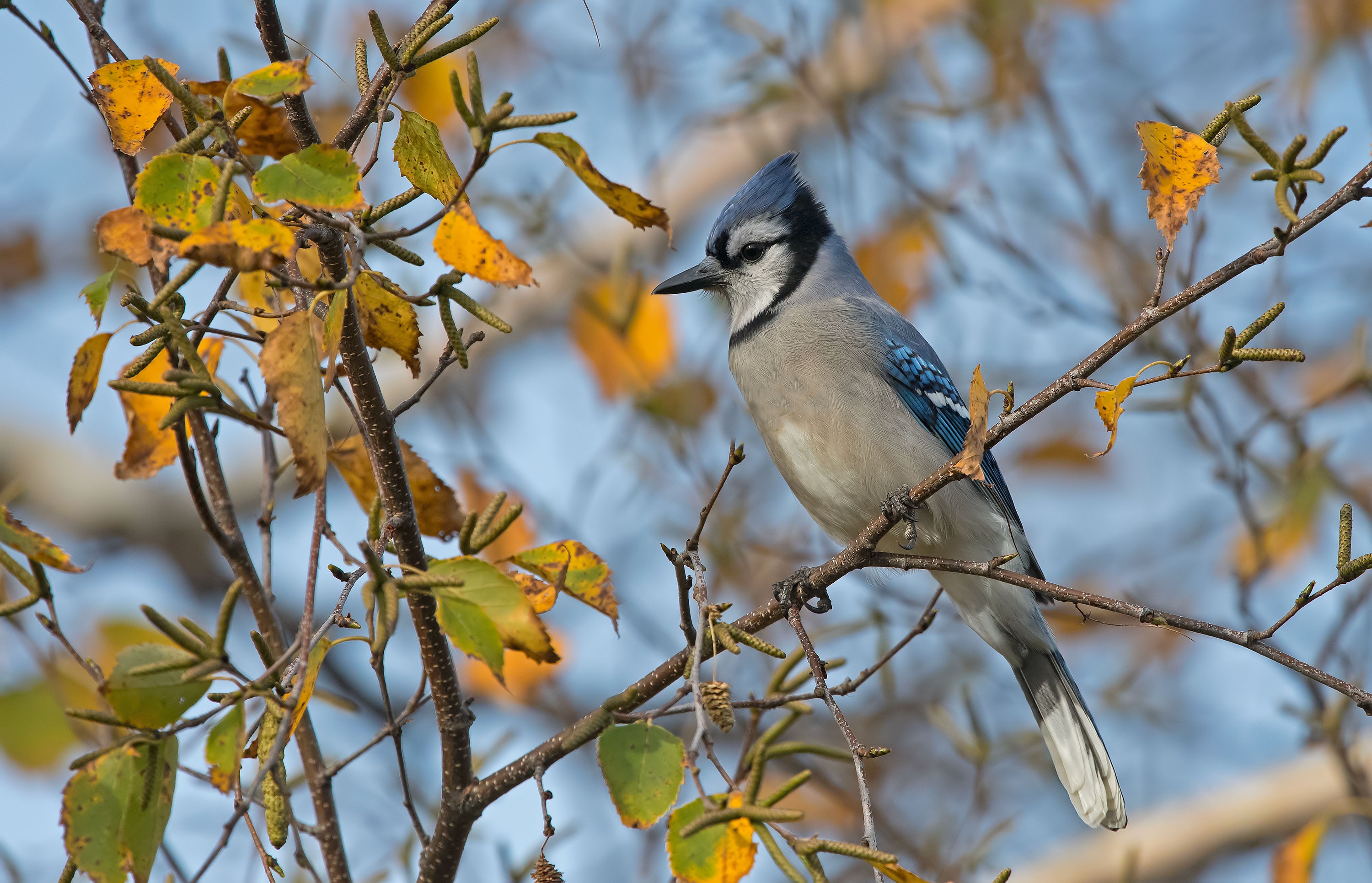 Blue Jay Is Sitting On A Branch In The Forest Background, Picture Of Female  Blue Jay Bird Background Image And Wallpaper for Free Download