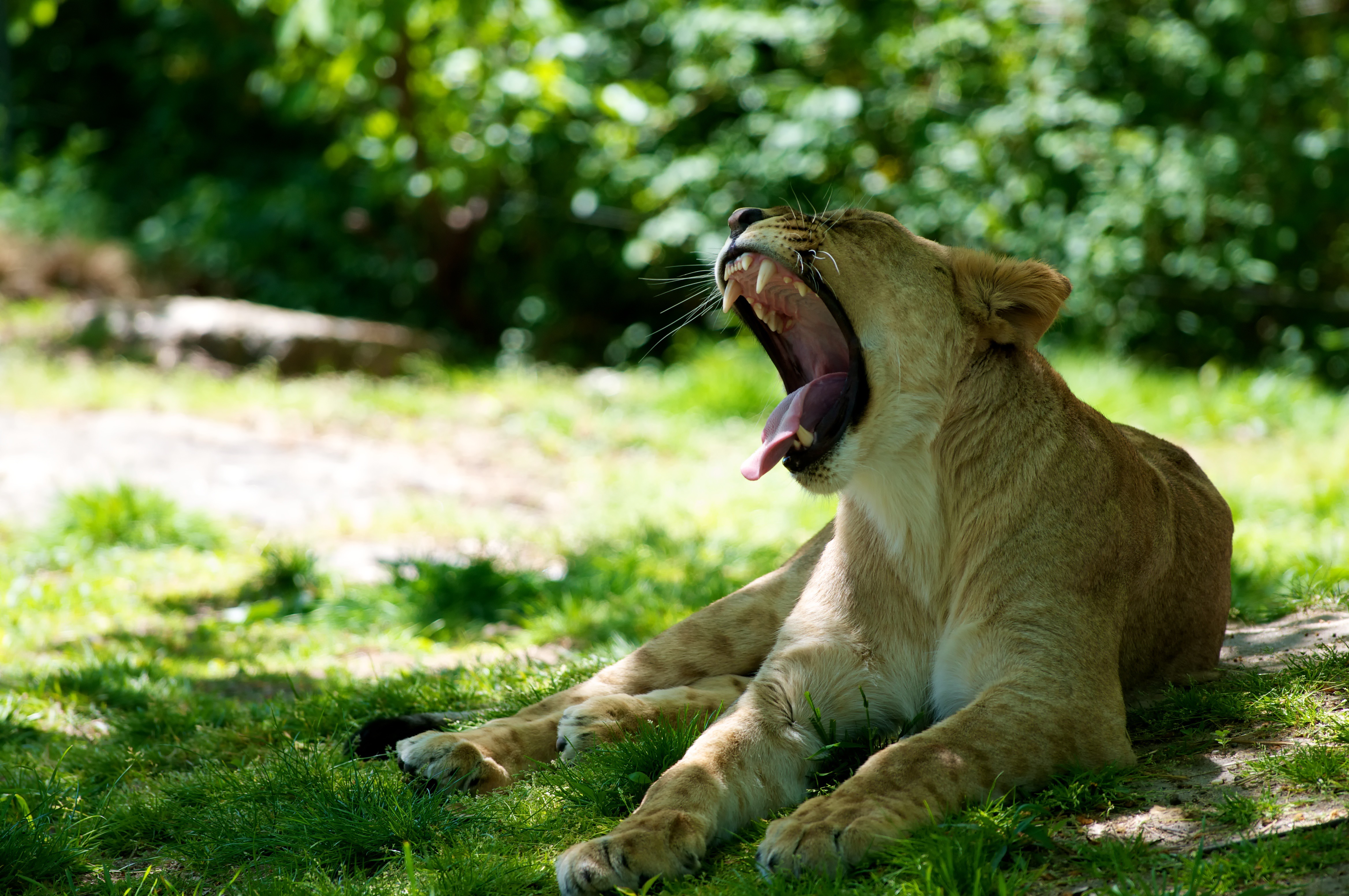 animals, lioness, to fall, mouth, protruding tongue, tongue stuck out 4K