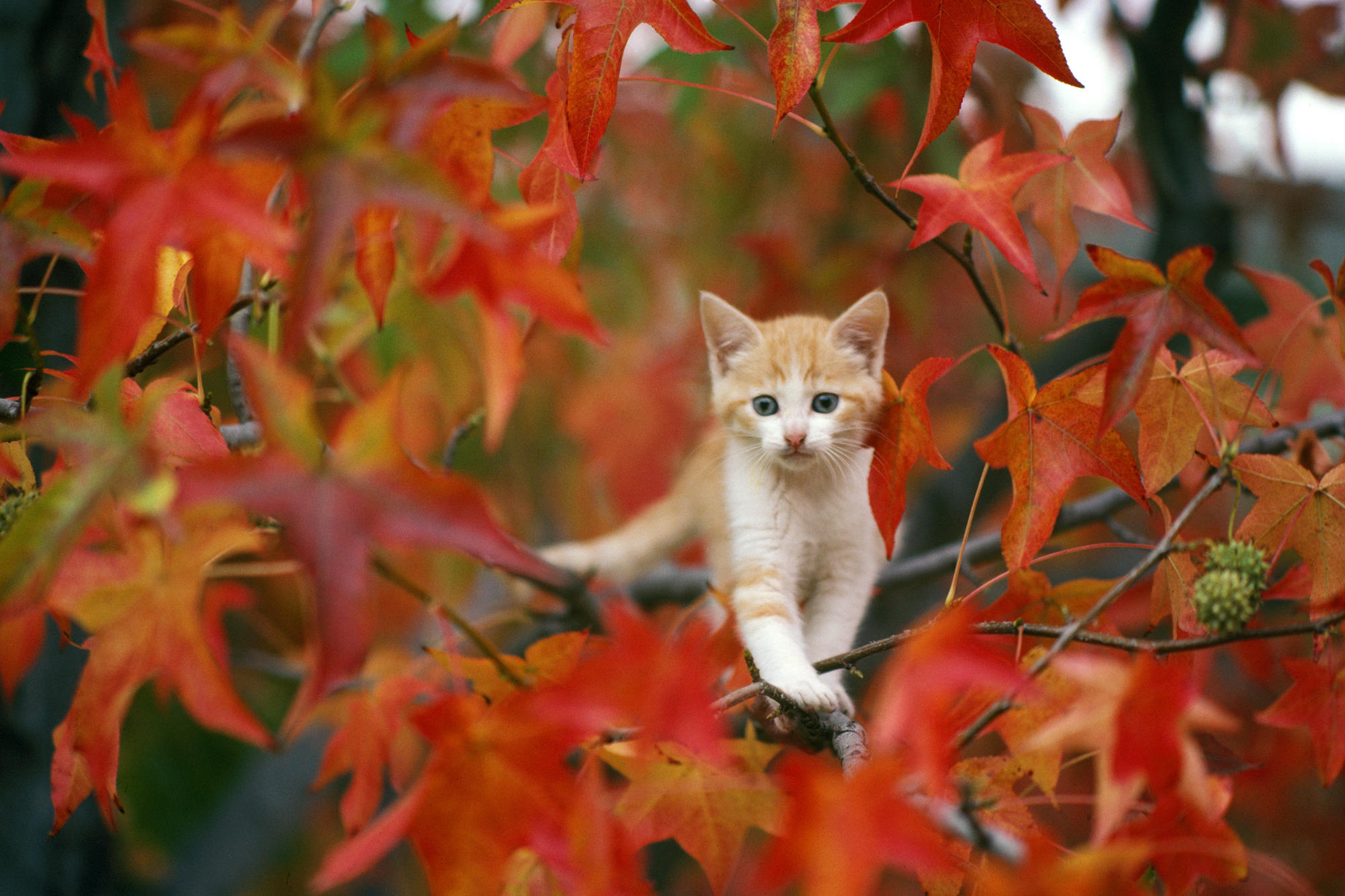 animal, leaf, kitten, cat, cats, fall, baby animal, ginger cat