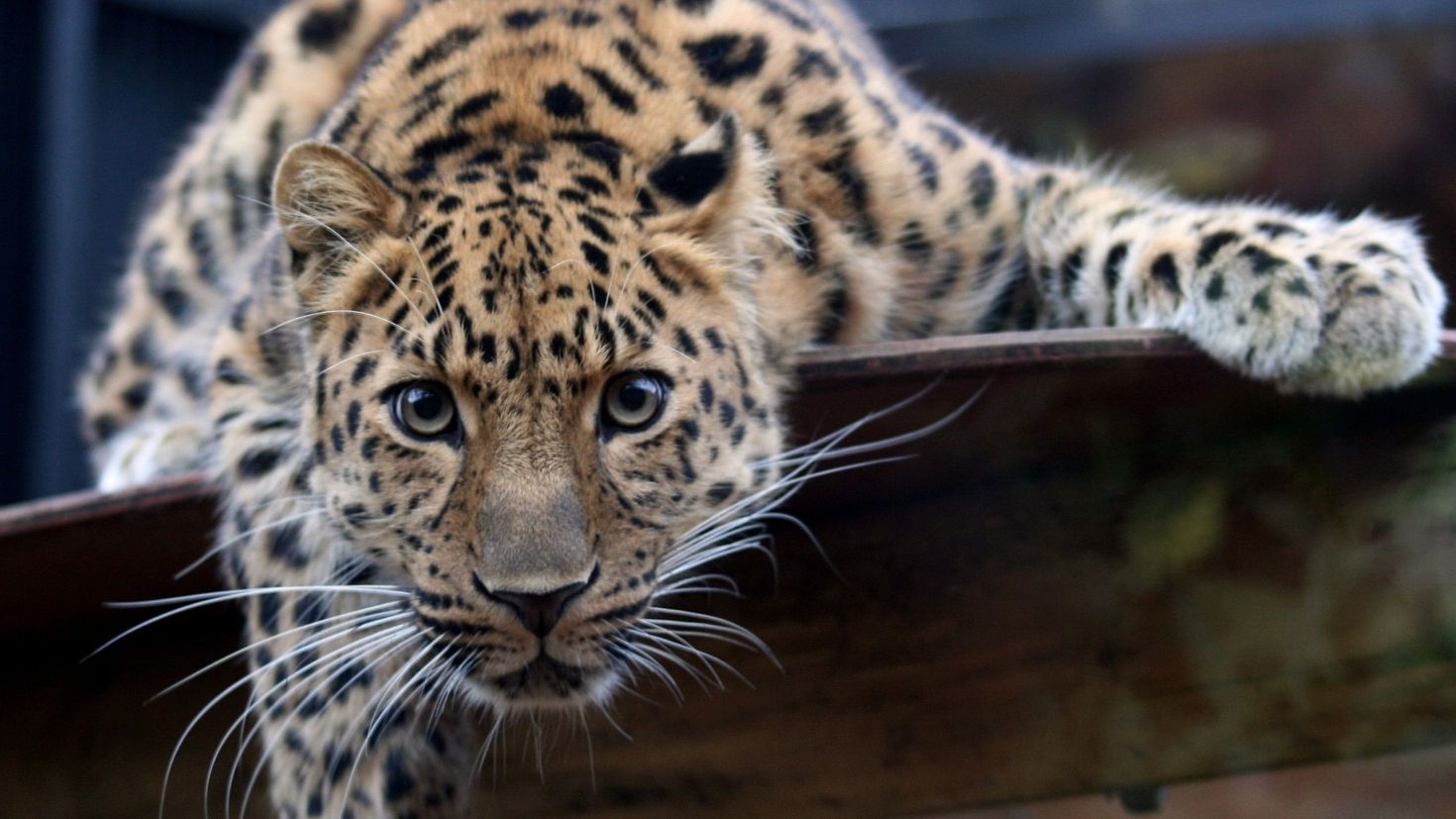 Animal pc. Дальневосточный леопард (Амурский леопард). Леопард снежный Барс Ягуар. Дальневосточный леопард глаза. Дымчатый леопард.