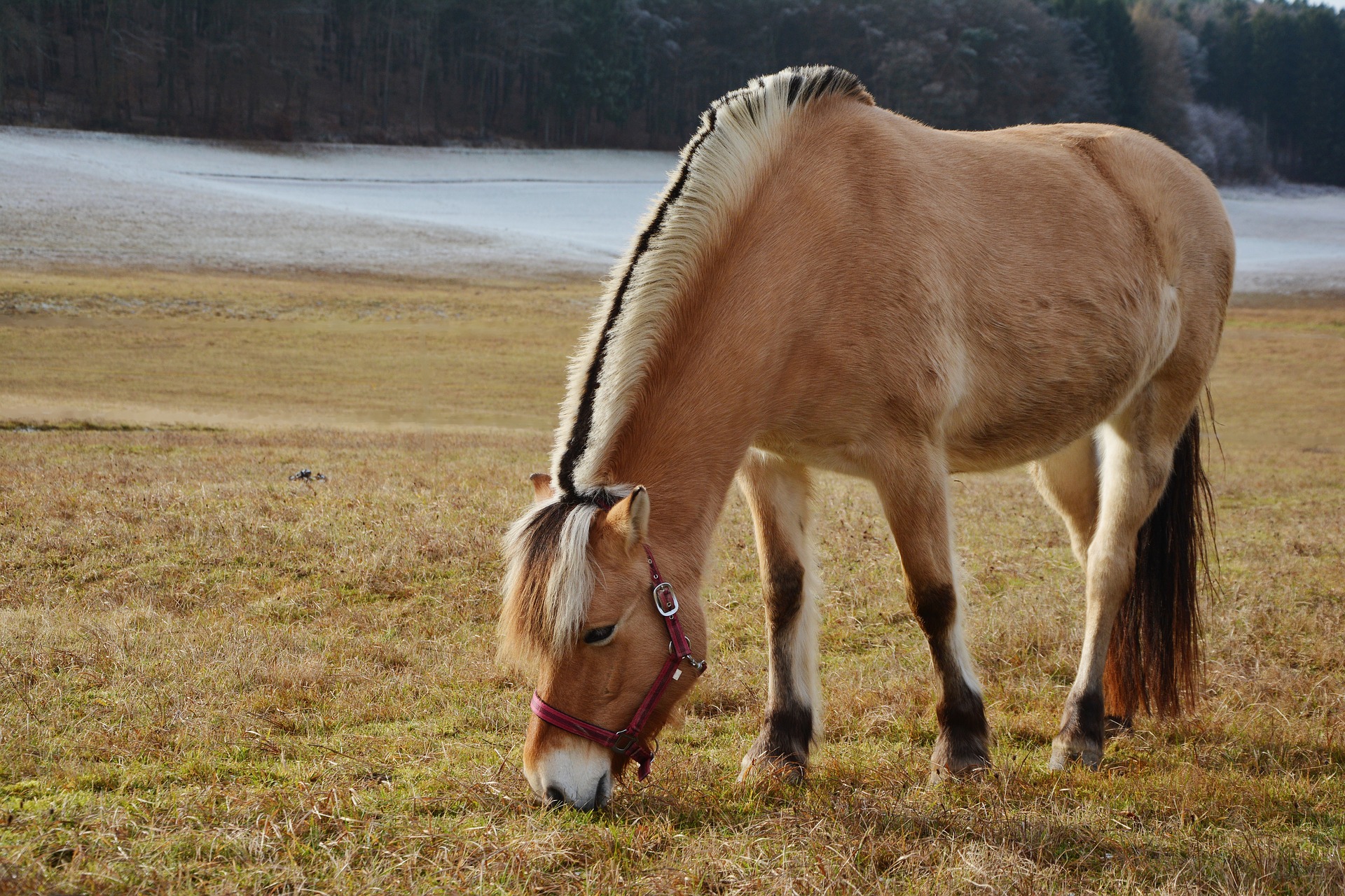 animal, horse, pony Phone Background