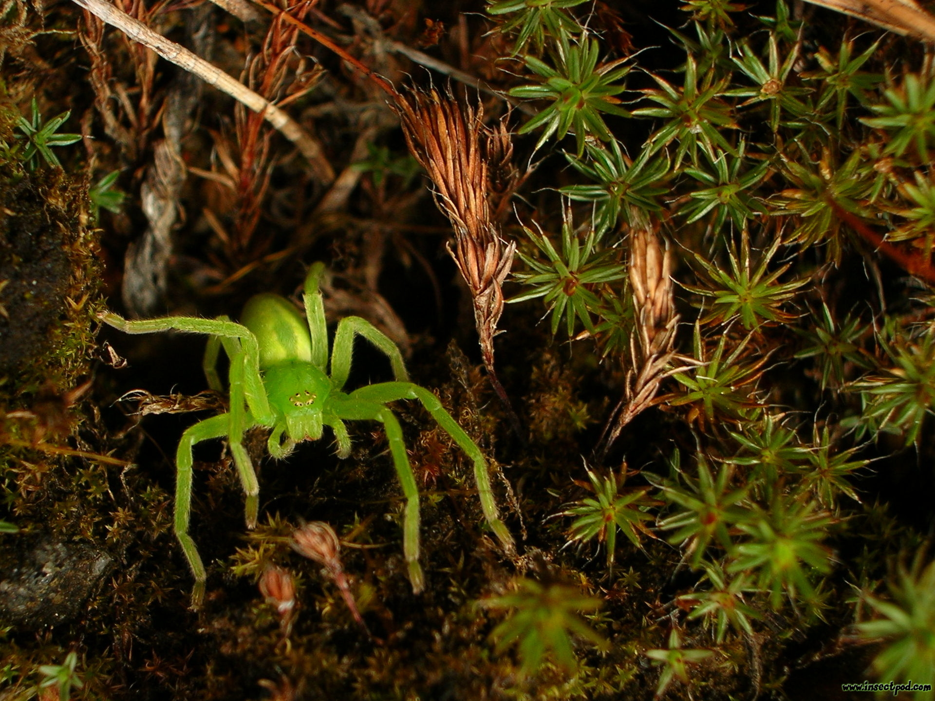 animal, spider, green huntsman spider, spiders Full HD