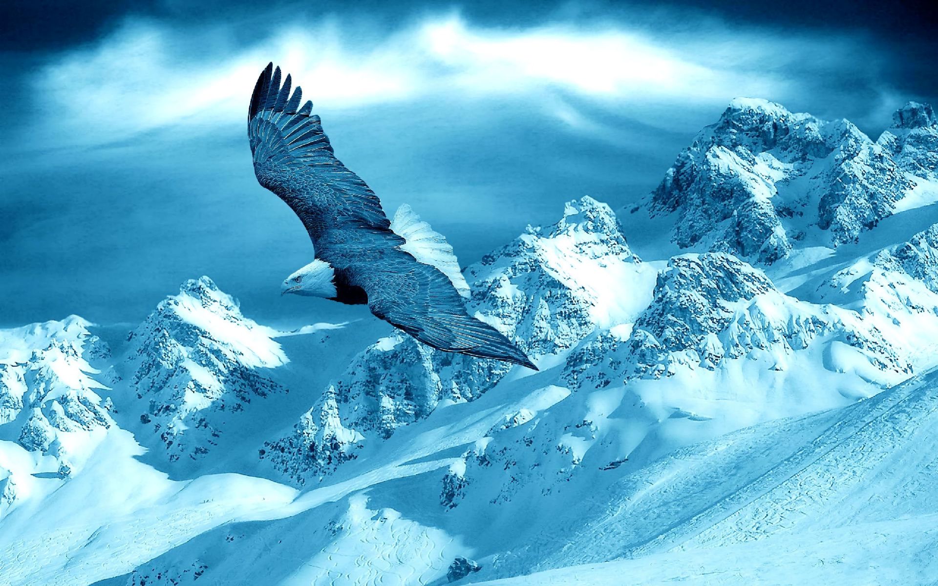 animal, eagle, bird, flying, landscape, mountain, snow, winter, birds images