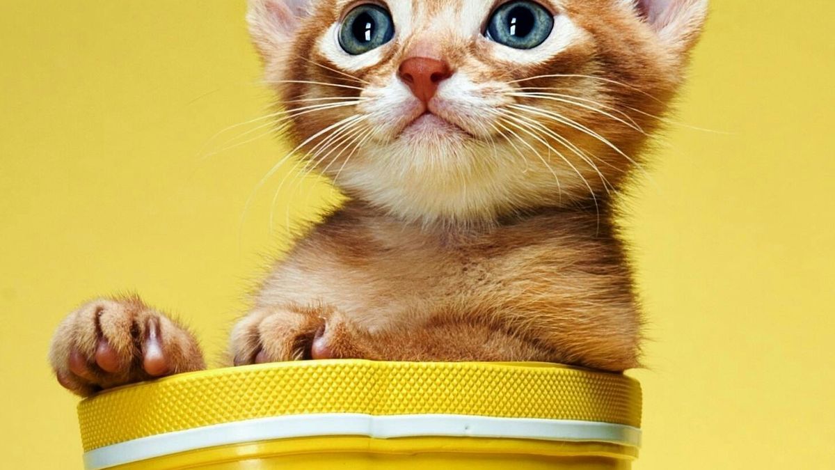 Смешные котики на телефон. Веселые котята. Желтый котенок. Смешные котята. Котята на заставку.
