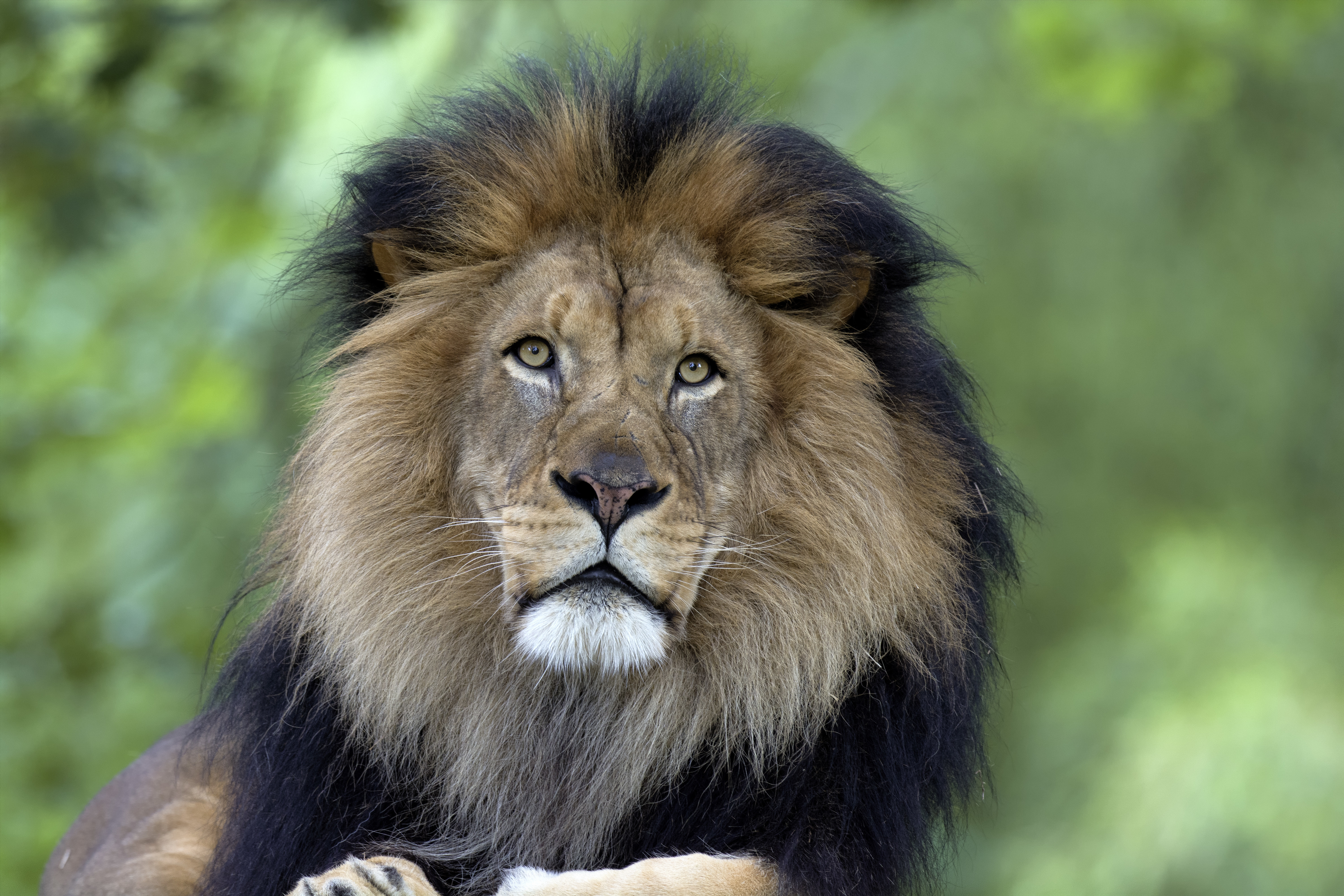 Download mobile wallpaper Predator, Mane, Animals, Big Cat, Lion for free.