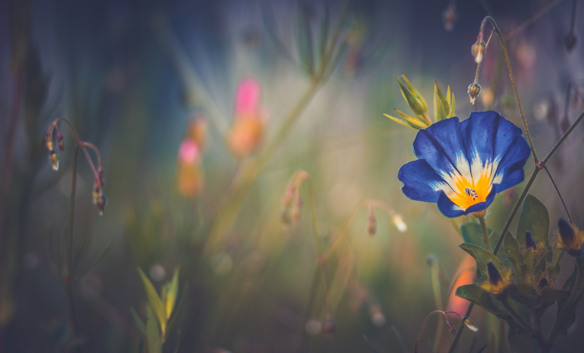 Mobile wallpaper earth, morning glory, blue flower, flower, nature, flowers