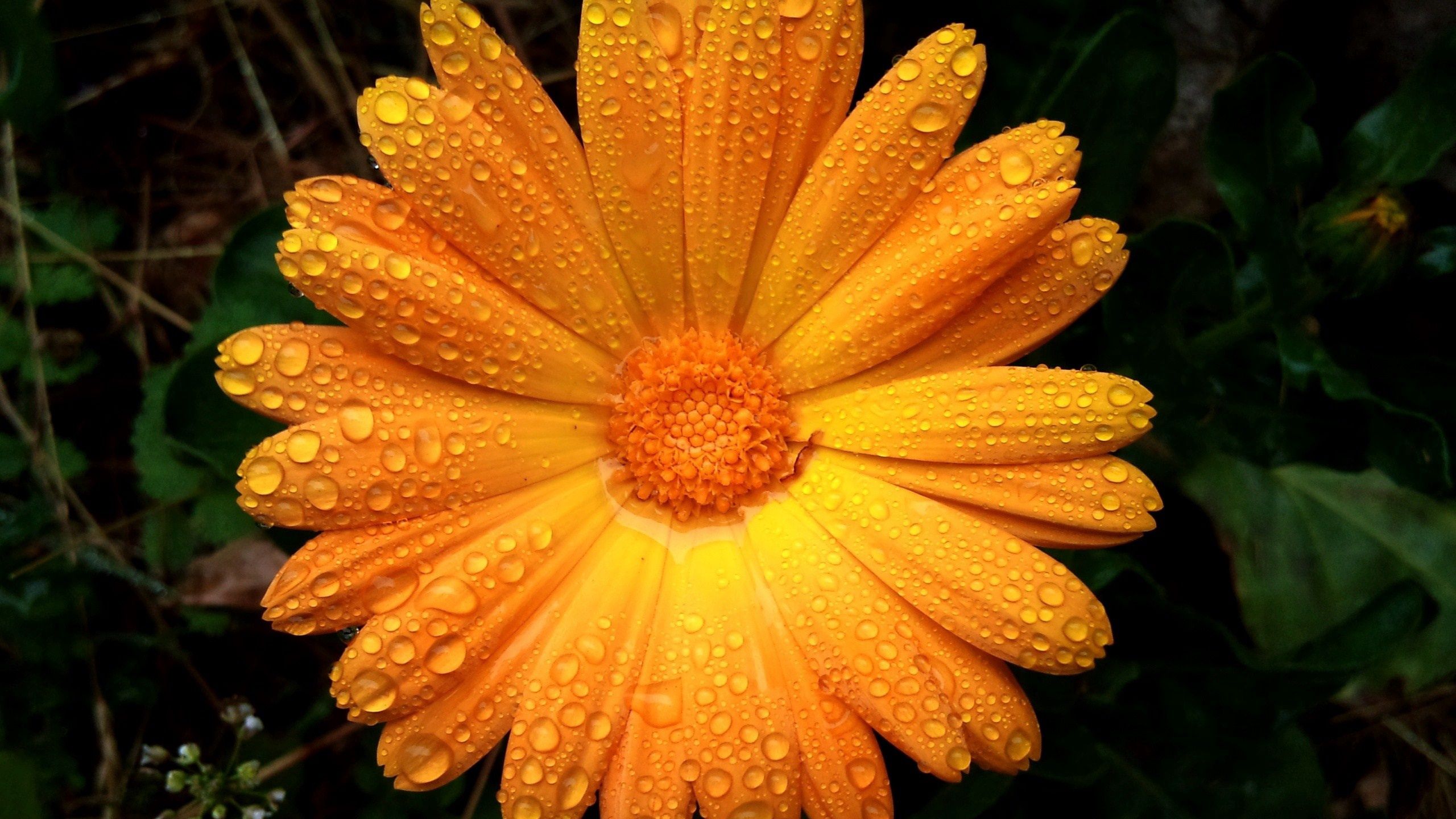 Laden Sie das Blume, Makro, Drops, Blütenblätter-Bild kostenlos auf Ihren PC-Desktop herunter