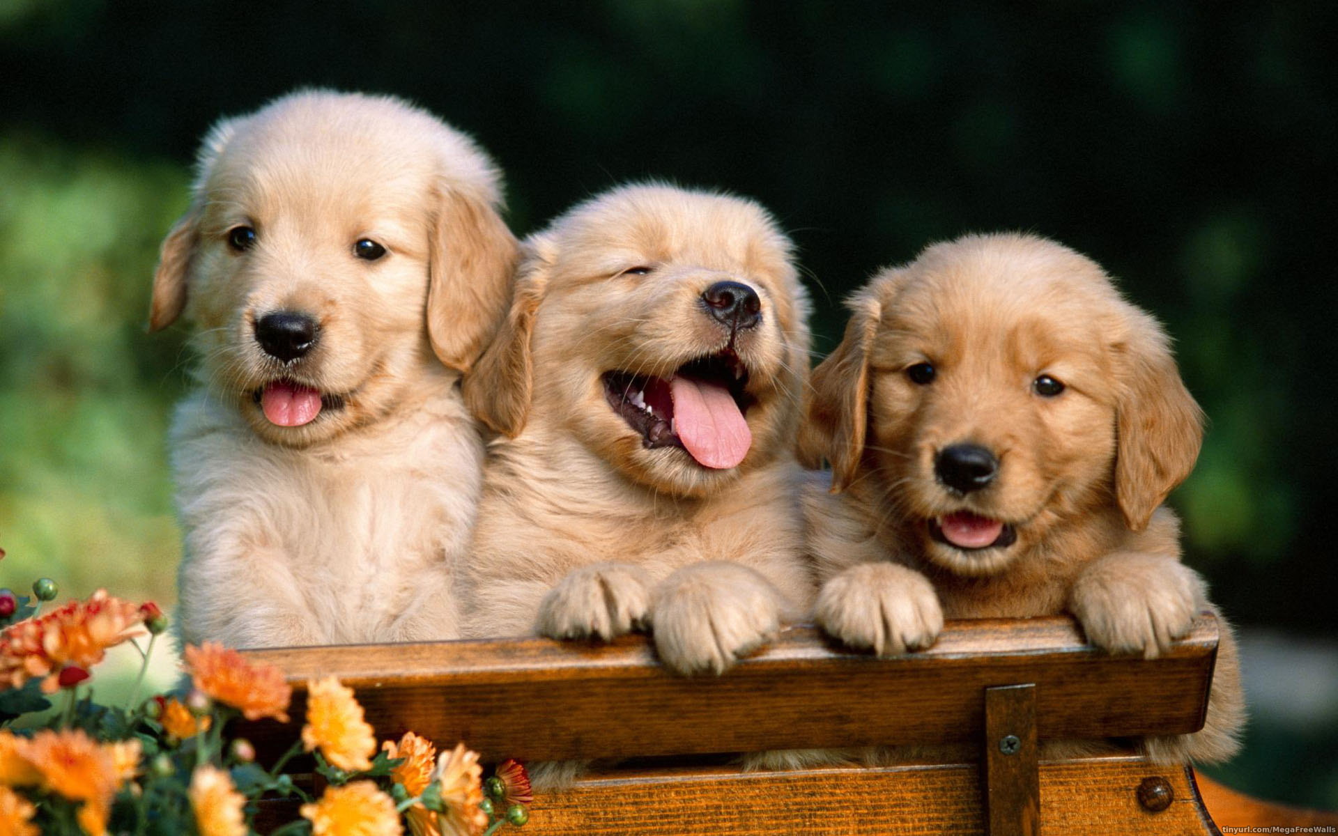 Baby Golden Retriever Dog With Tongue Out Is Sitting In Blur Background 4K  HD Dog Wallpapers  HD Wallpapers  ID 94169