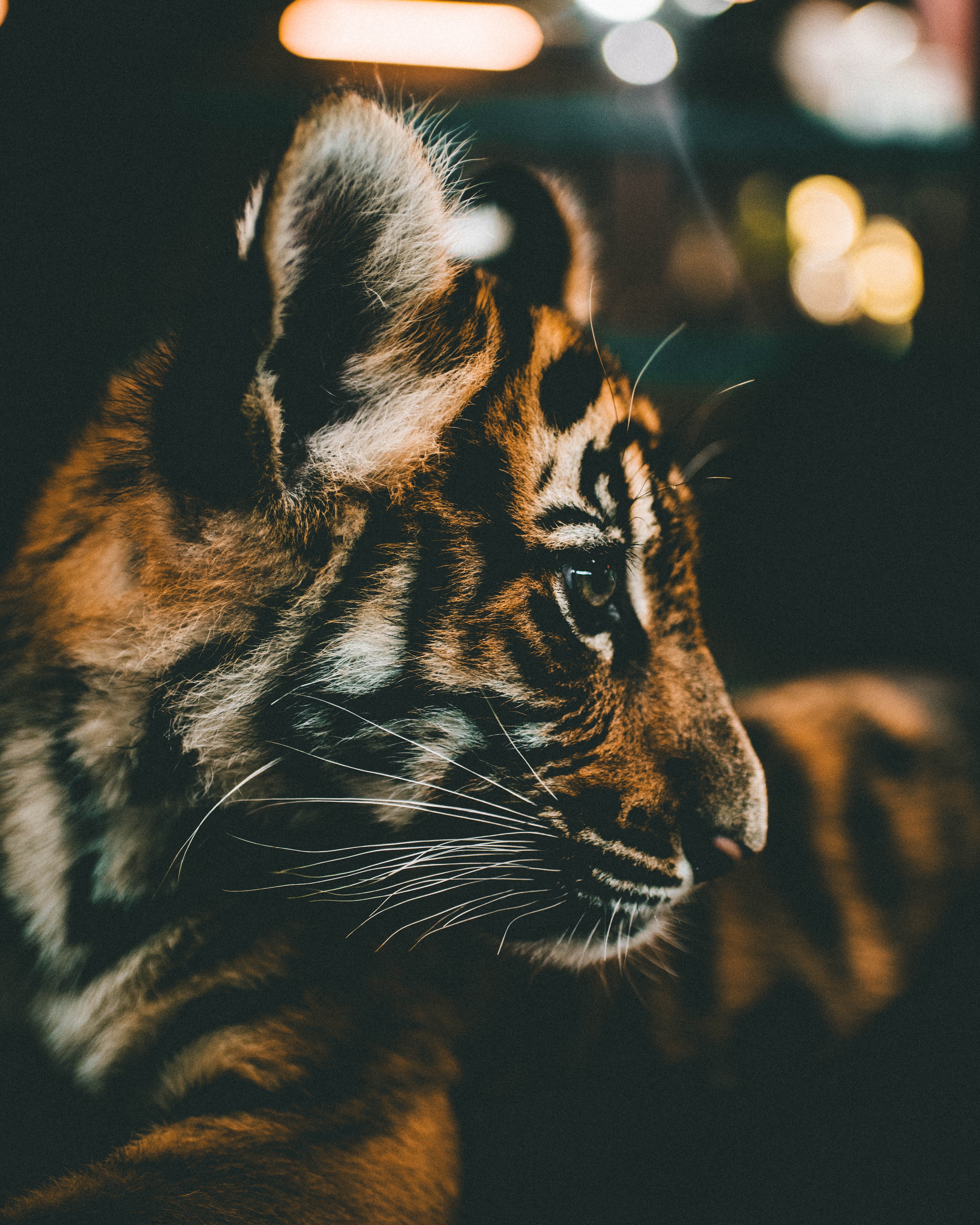 Free Tiger Cub Background