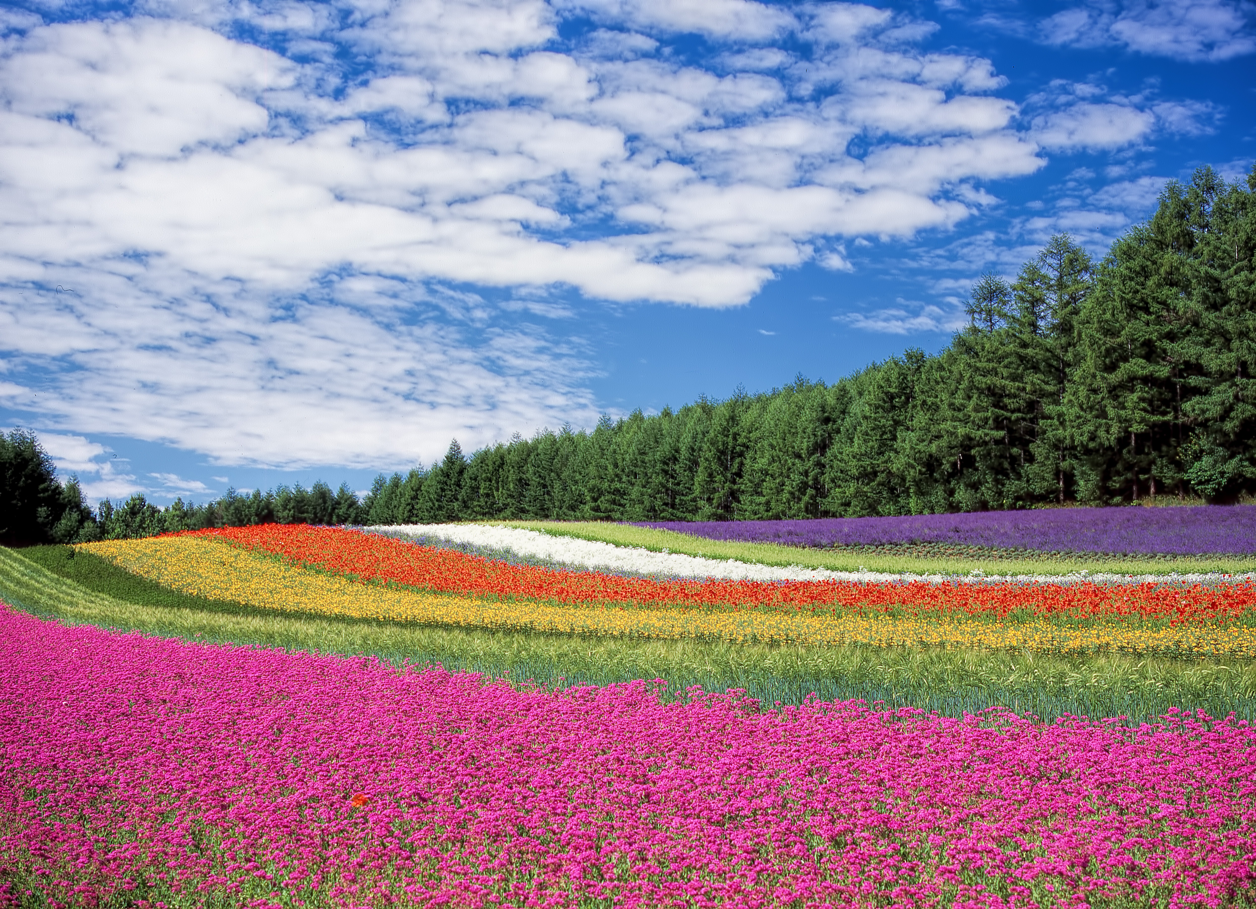 Handy-Wallpaper Feld, Hokkaido, Natur, Japan, Blumen kostenlos herunterladen.