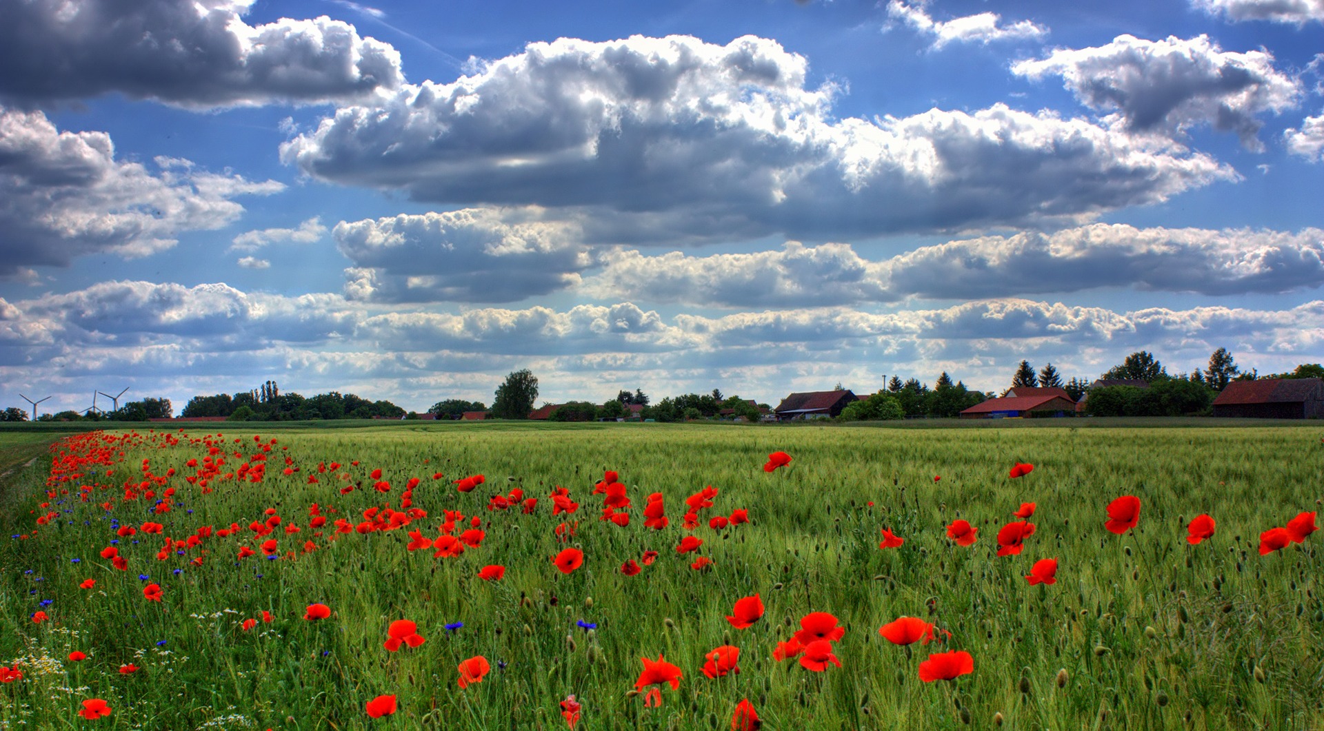 poppies, nature, sky, clouds, field, brandenburg