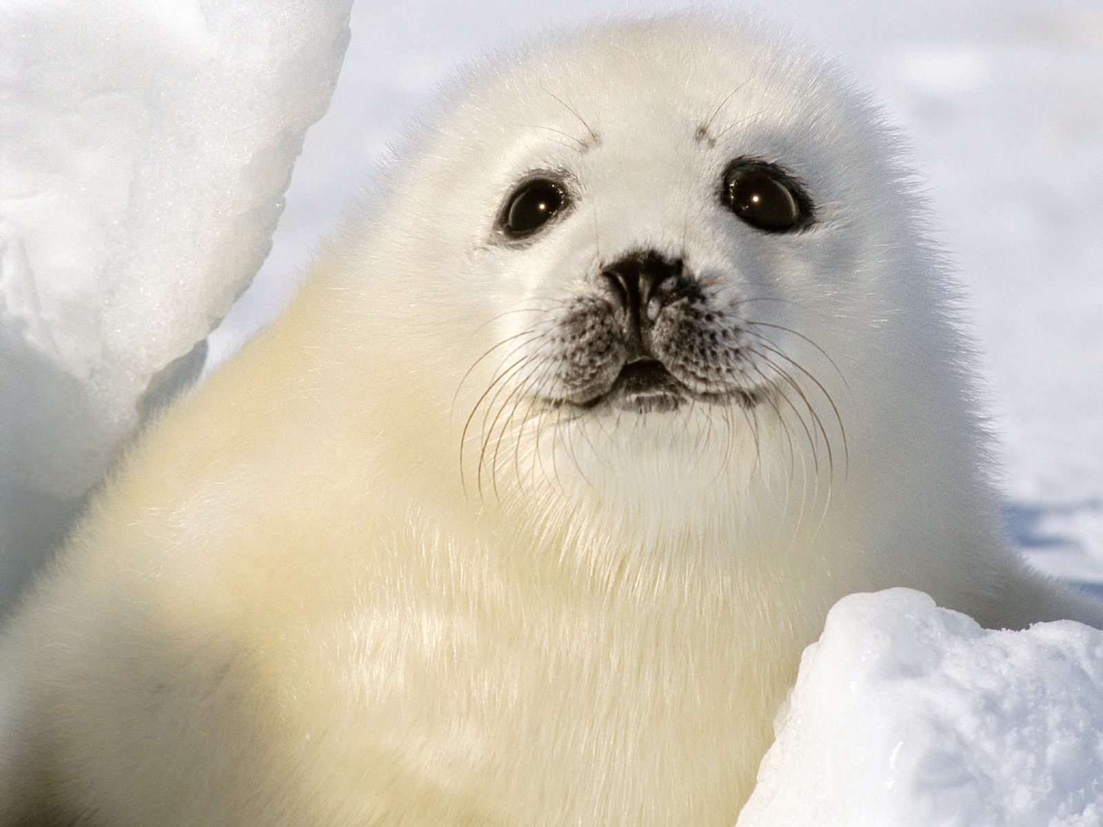 seals, animal, seal Full HD