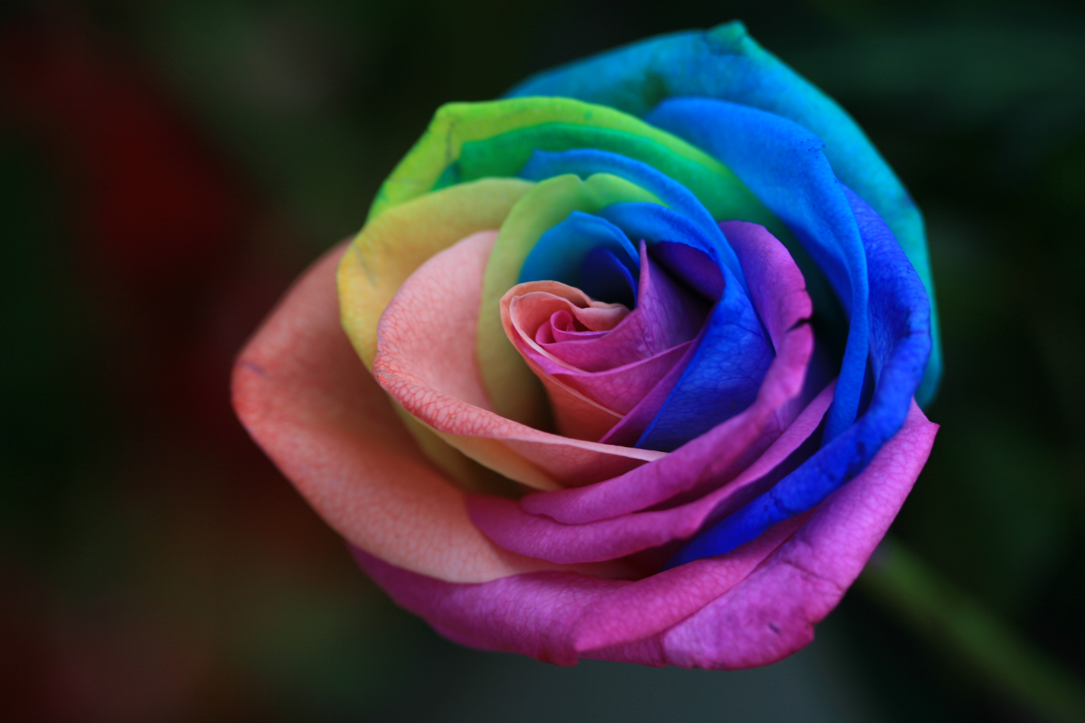 flowers, multicolored, motley, rose flower, rose, bud, garden, painted, sadovaya, dyed