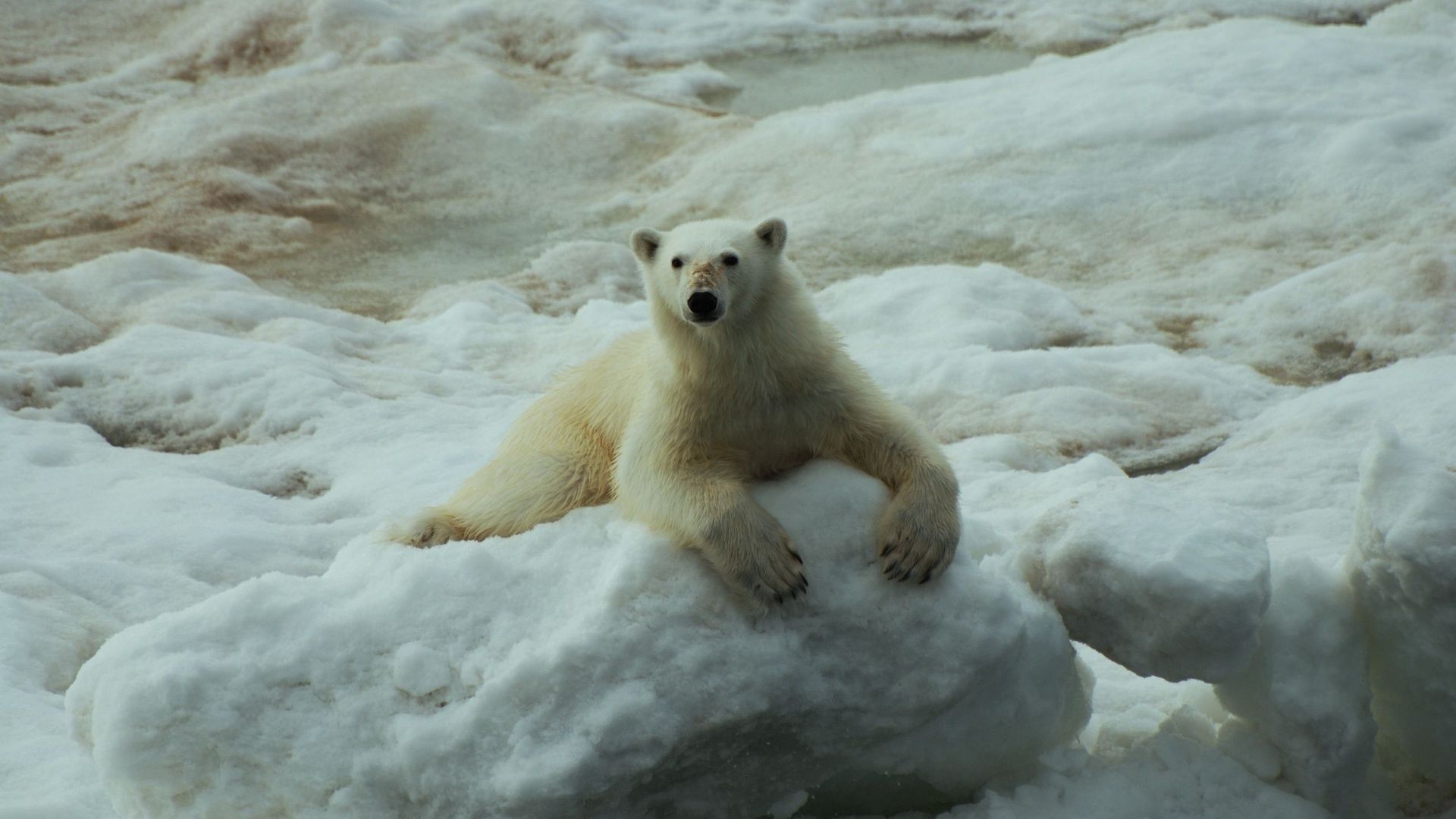 Download mobile wallpaper Animals, Sit, Polar Bear, Snow for free.