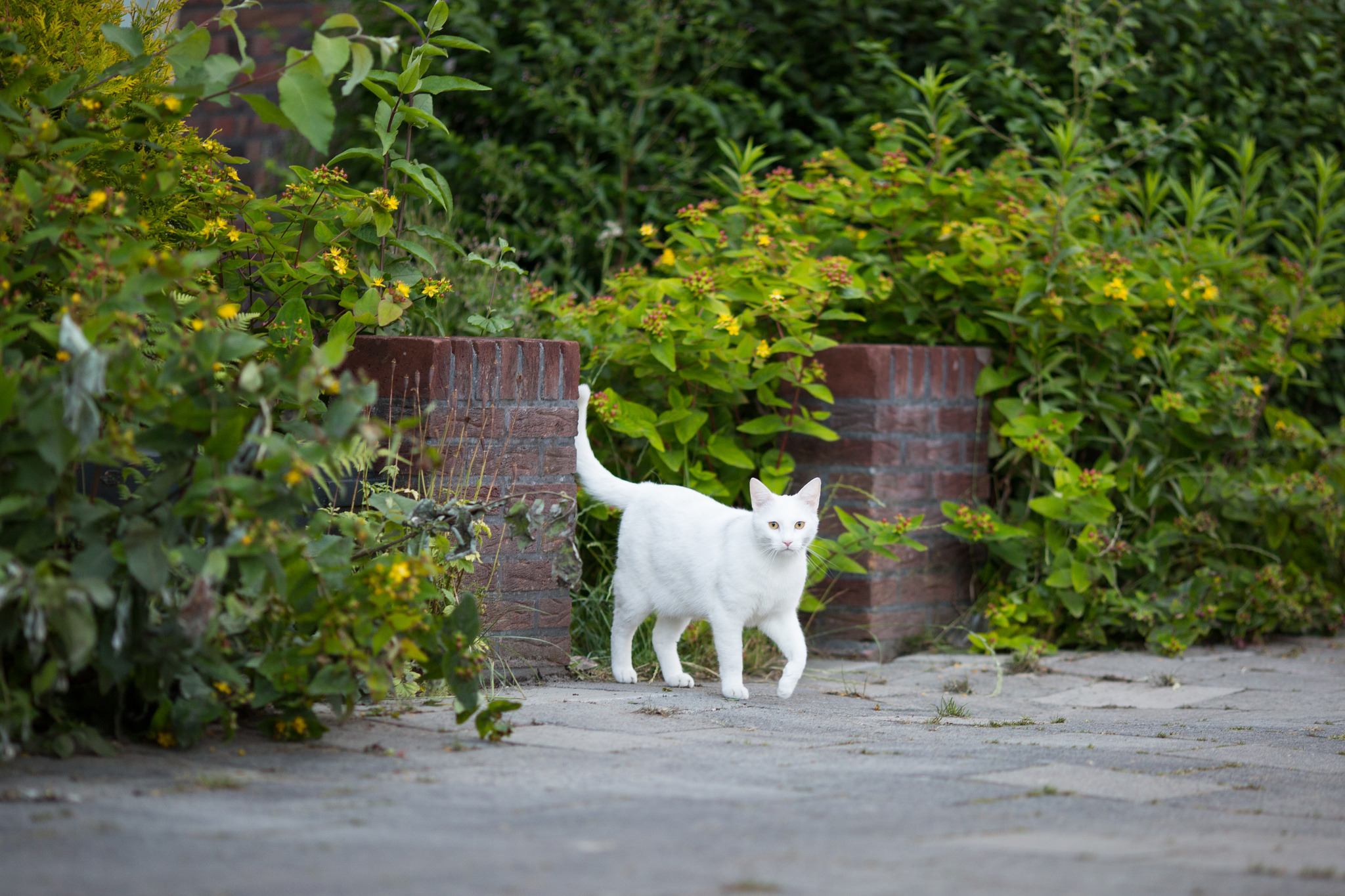 Белая кошка на улице
