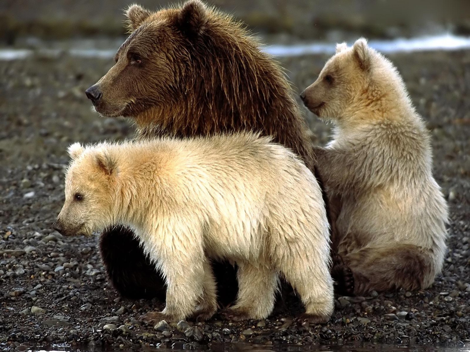 animals, bears, sit, young, playful, cubs
