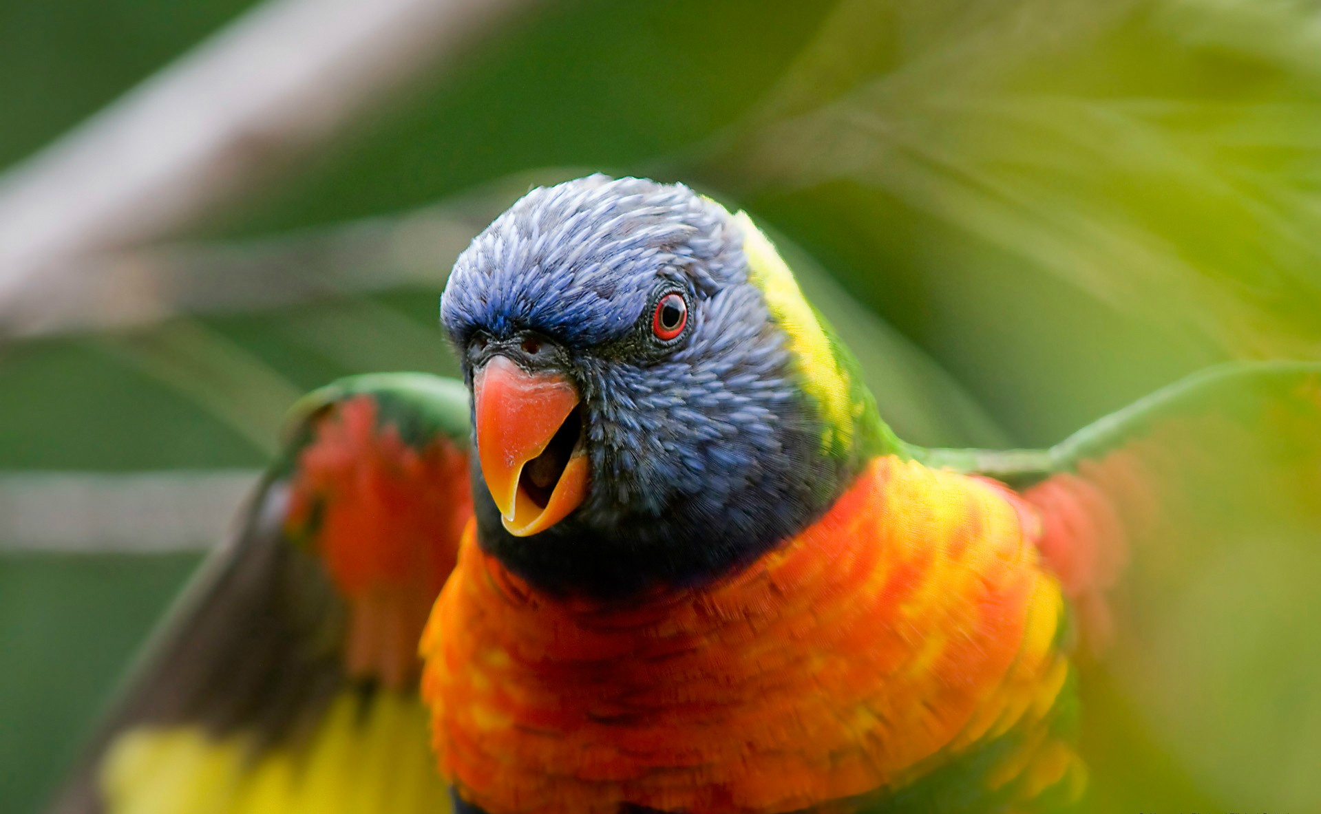 animal, rainbow lorikeet, parrot, birds Full HD