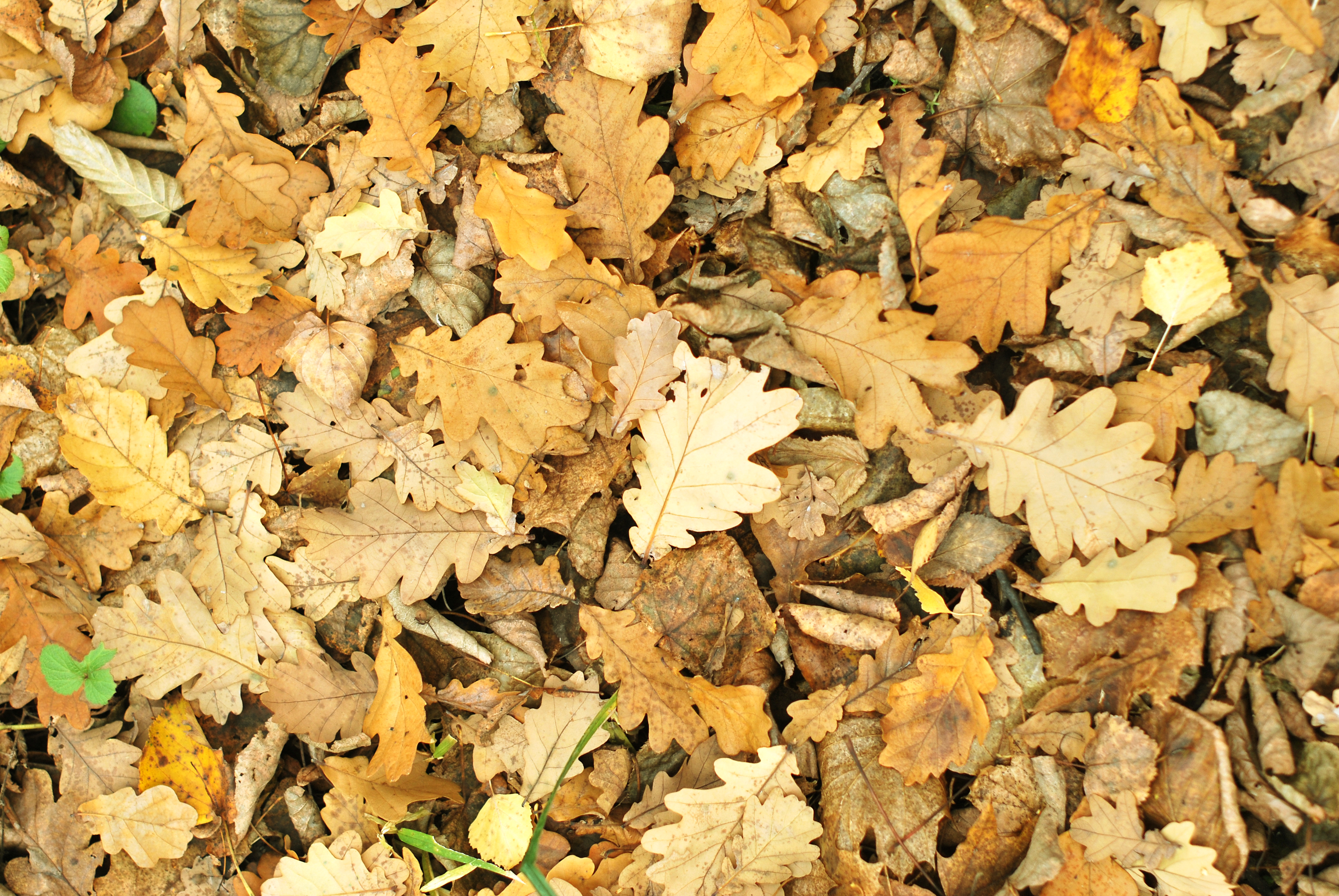 Handy-Wallpaper Natur, Blätter, Eiche, Gefallen, Herbst kostenlos herunterladen.