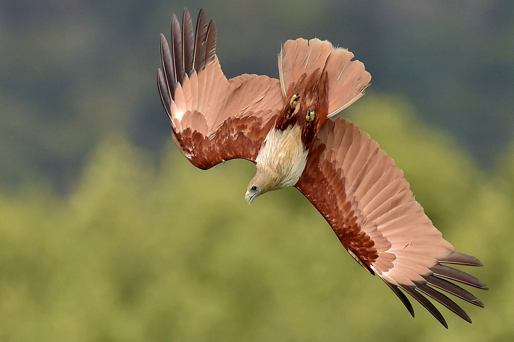 356479 télécharger le fond d'écran animaux, cerf volant brahmane, aigle, voyage en avion, cerf volant, pygargue à dos roux, plongeant, ailes, des oiseaux - économiseurs d'écran et images gratuitement