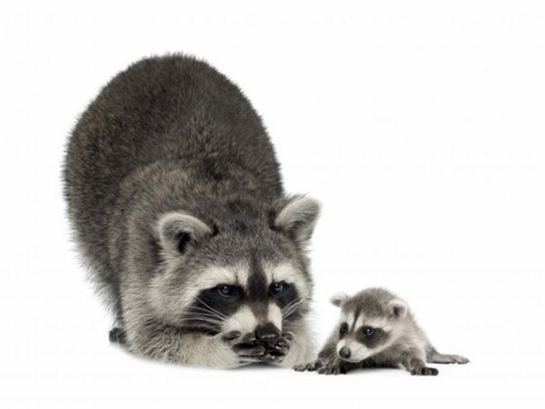 animals, raccoons HD wallpaper