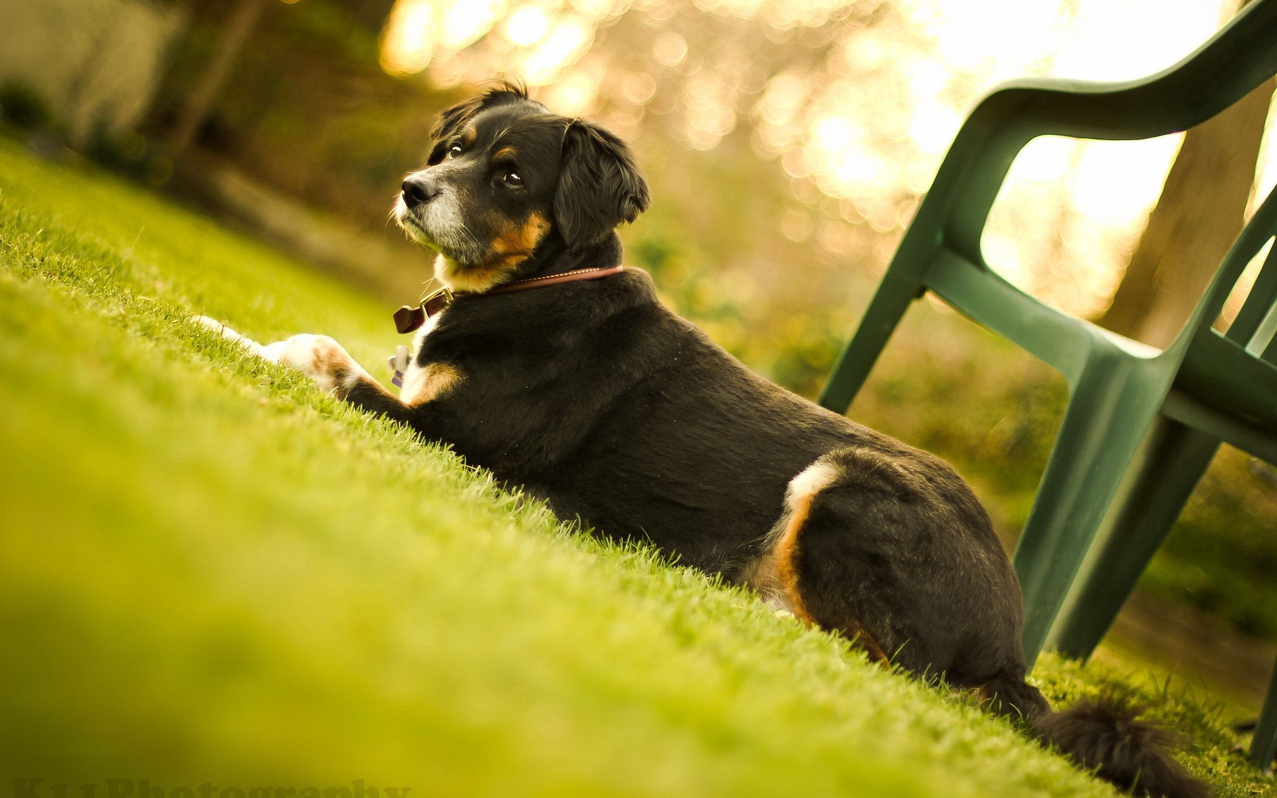 Download mobile wallpaper Animals, Grass, Chair, Lie, Muzzle, To Lie Down, Dog for free.