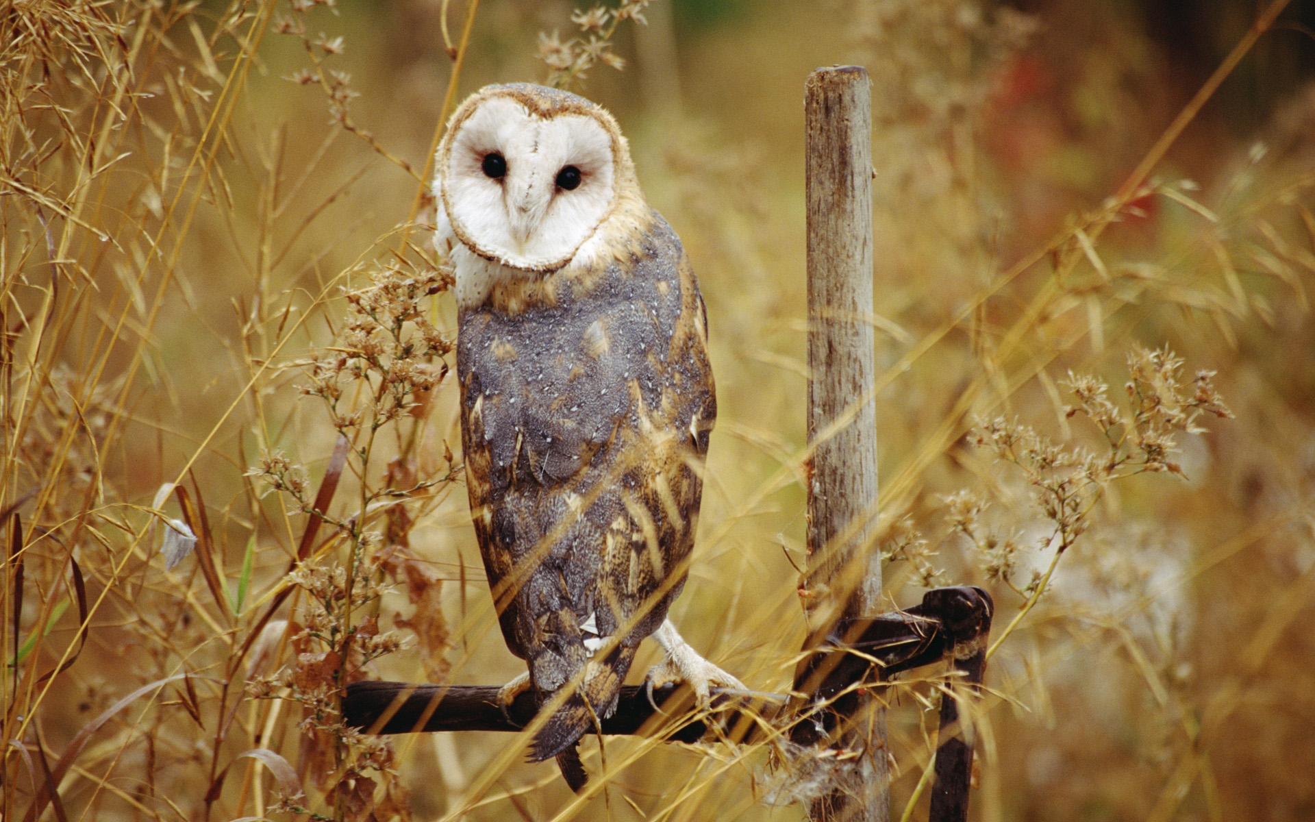 animal, barn owl, birds cellphone