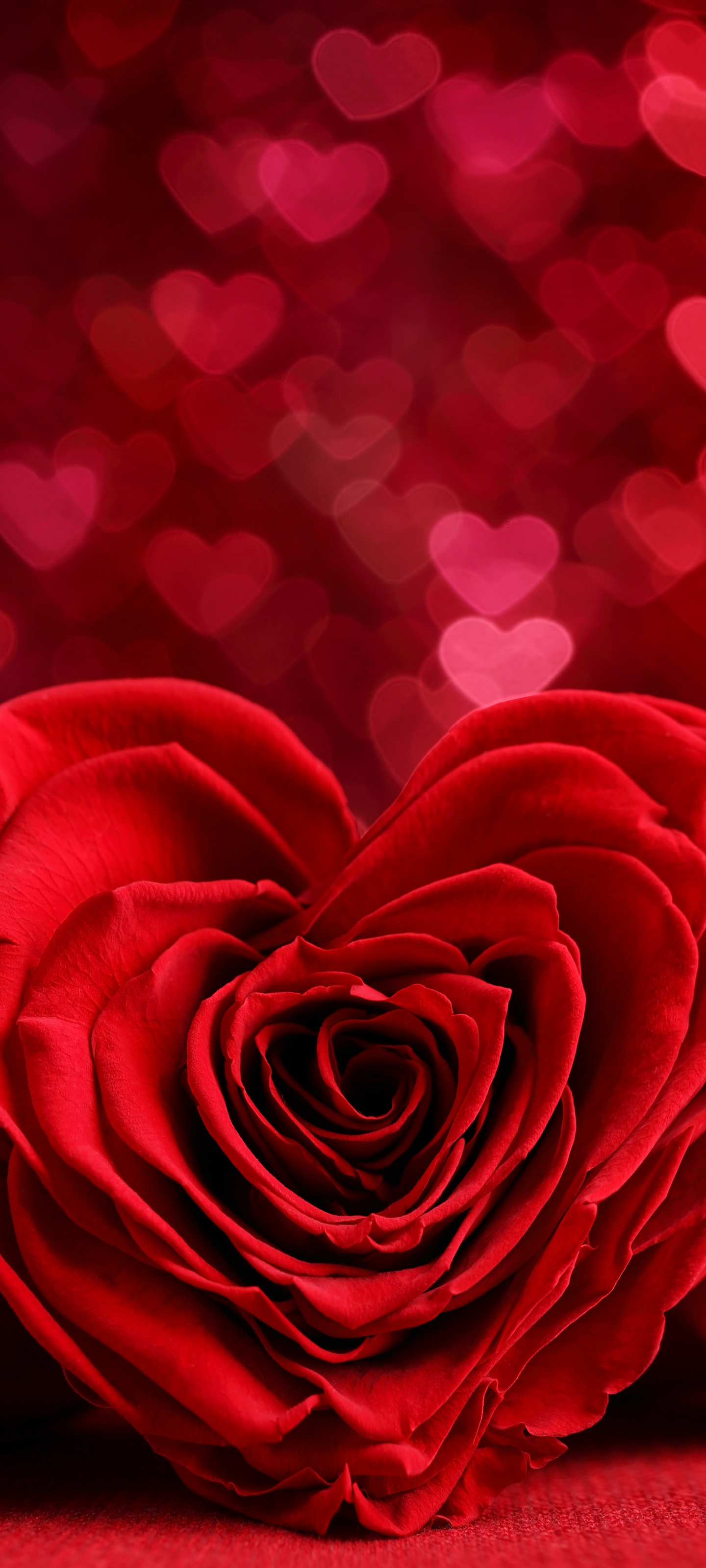Скачати мобільні шпалери День Святого Валентина, Квітка, Роза, Свято, Боке, Червона Троянда, Романтичний, Червона Квітка, У Формі Серця безкоштовно.