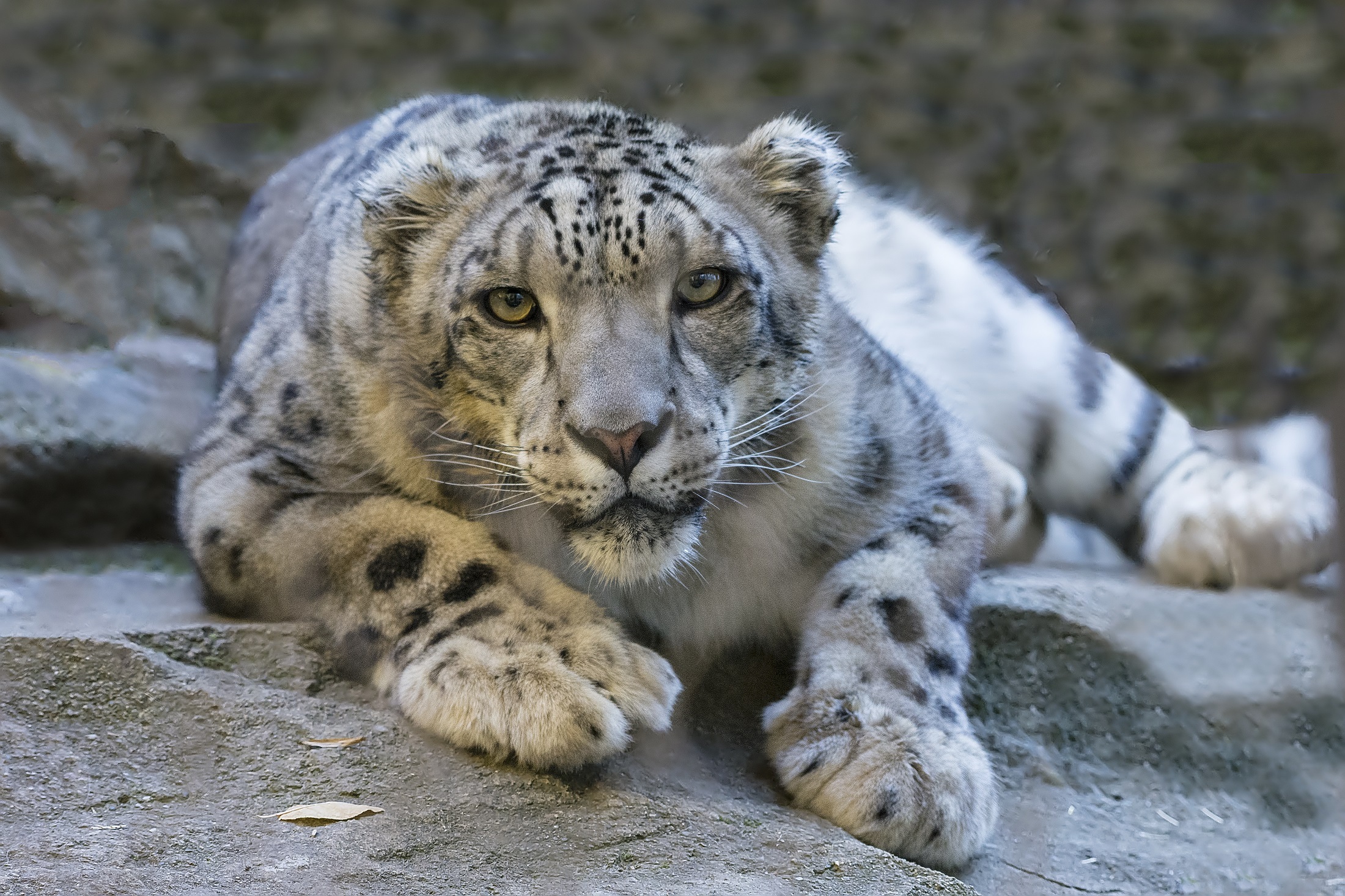 animal, snow leopard, cat, stare, wildcat, cats wallpaper for mobile
