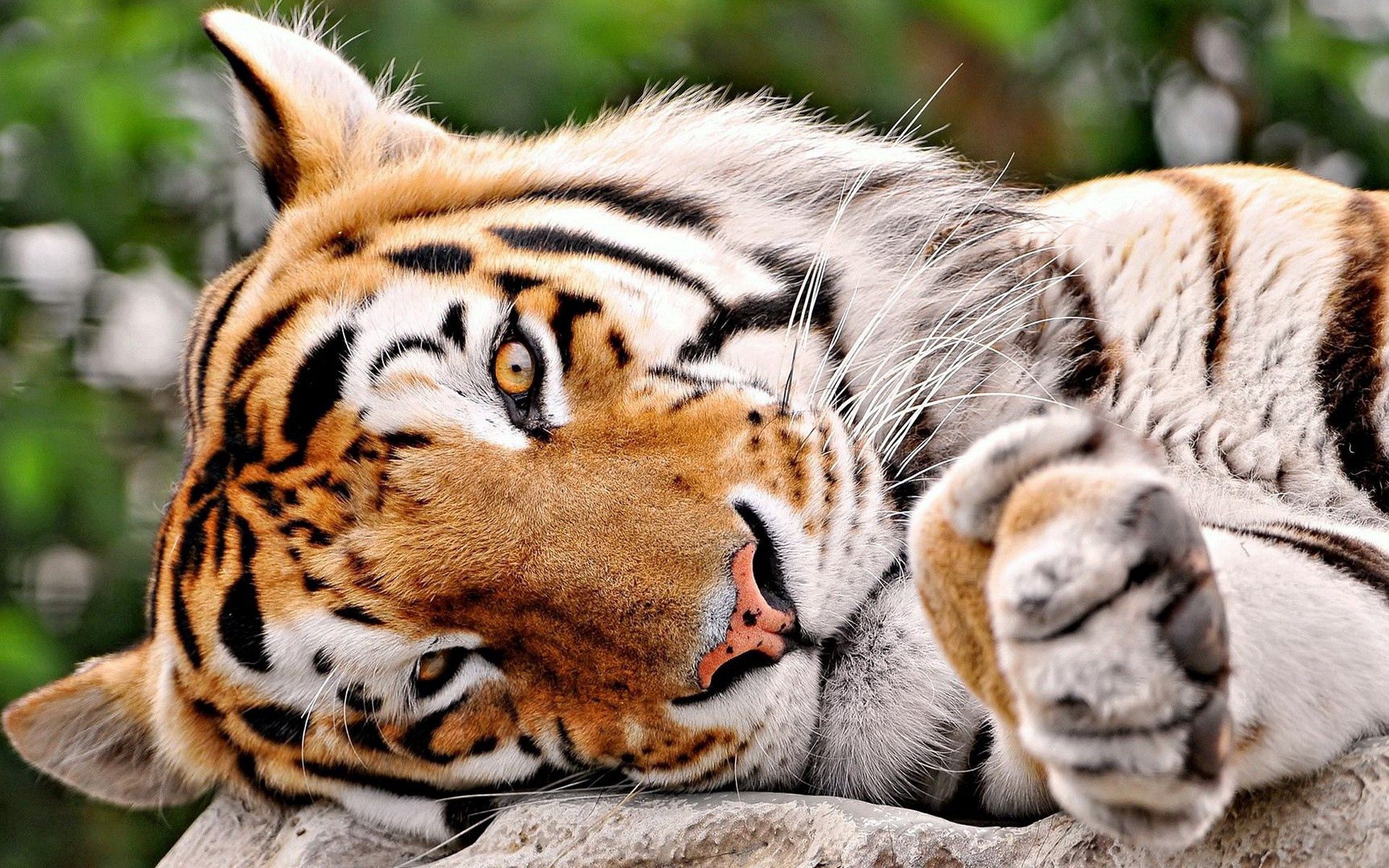 Download mobile wallpaper Tiger, Muzzle, Big Cat, Paw, Animals for free.