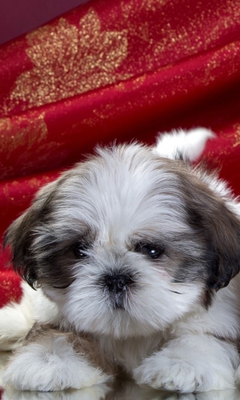 shih tzu, animal, baby animal, cute, puppy, dog, dogs HD wallpaper