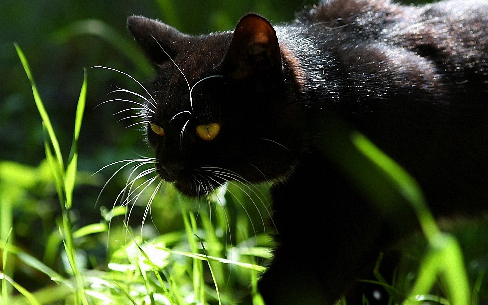 Black cat animal. Чёрный кот. Черные коты. Черно коричневый кот. Черная кошка в лесу.