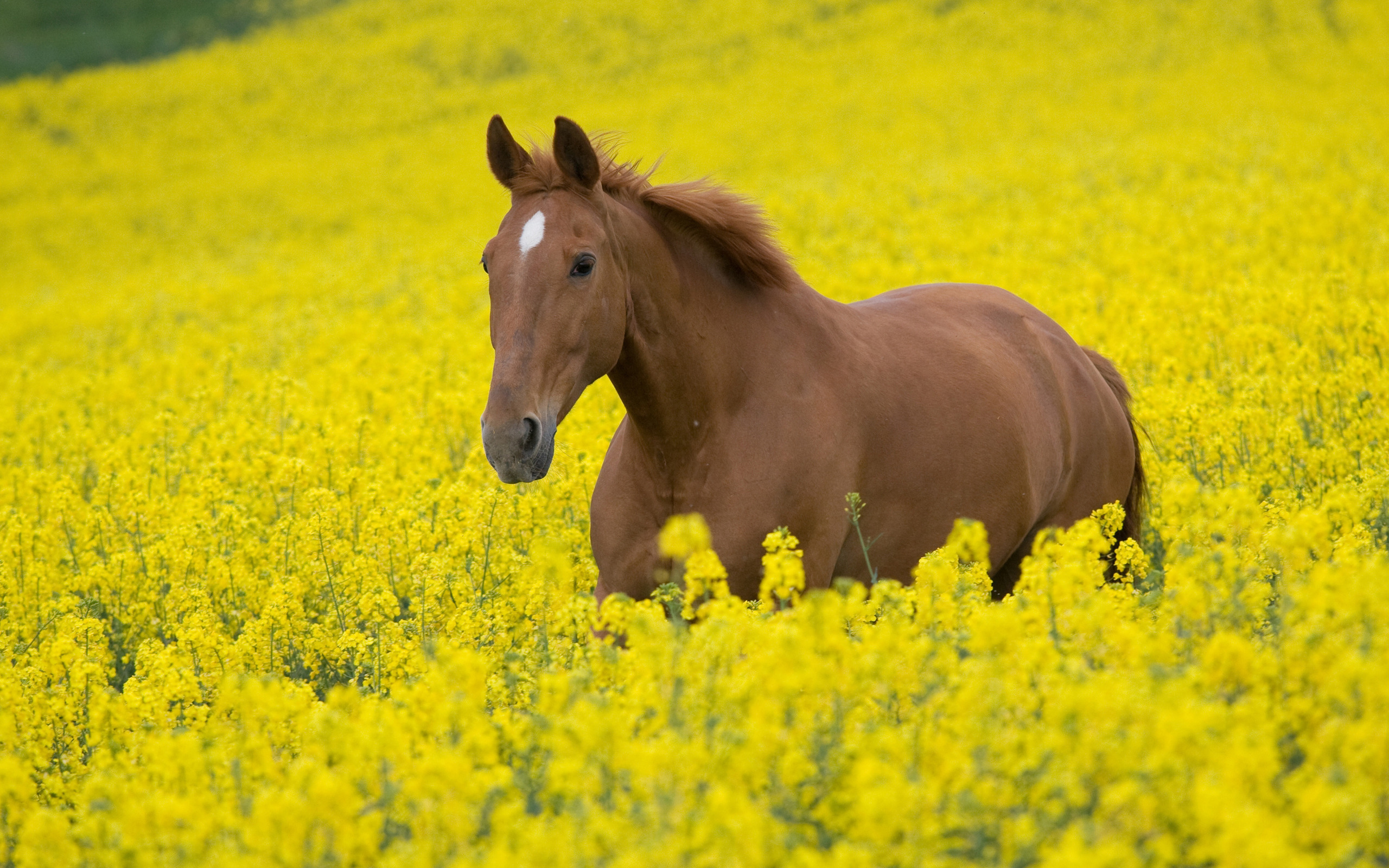 Желтый конь