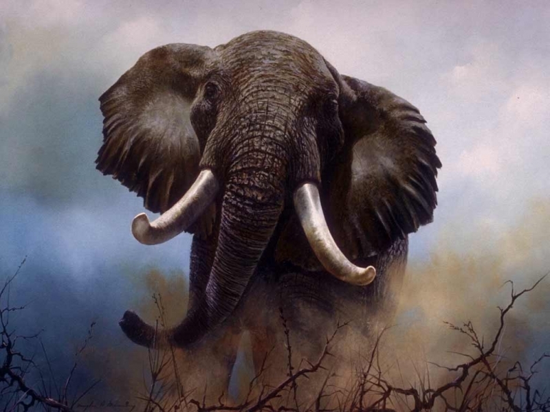 42837 Bildschirmschoner und Hintergrundbilder Elephants auf Ihrem Telefon. Laden Sie  Bilder kostenlos herunter