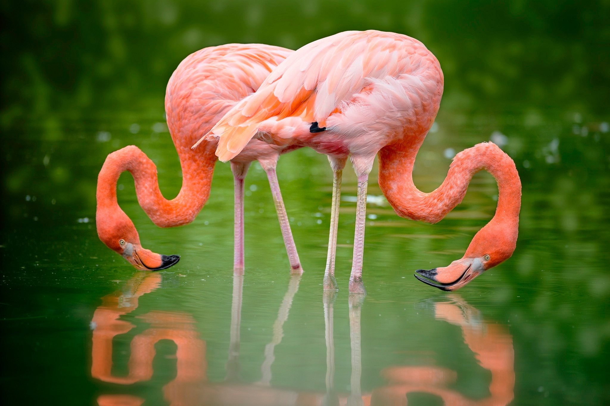 Картинки фламинго красивые