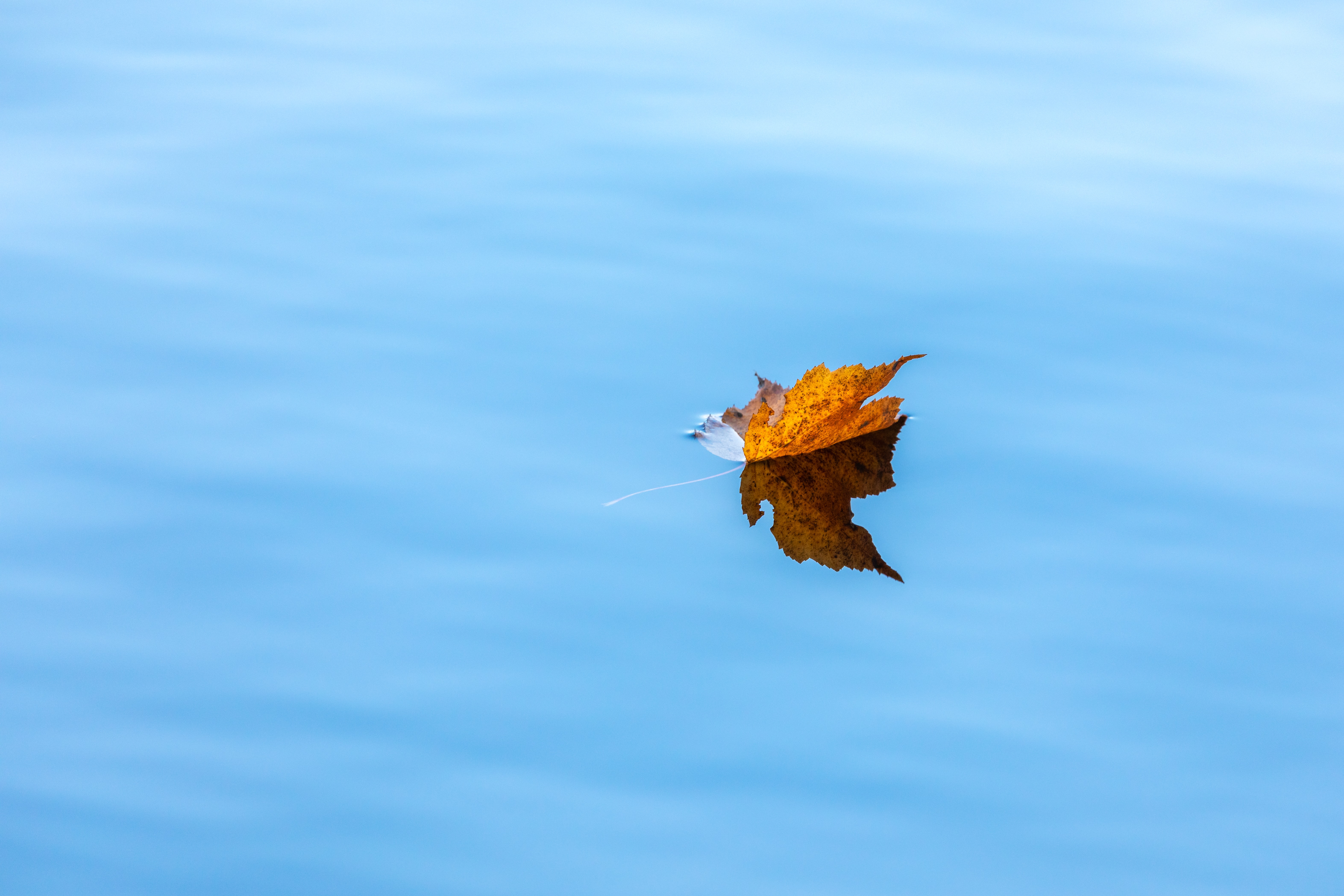 Download mobile wallpaper Nature, Water, Leaflet, Maple, Autumn for free.